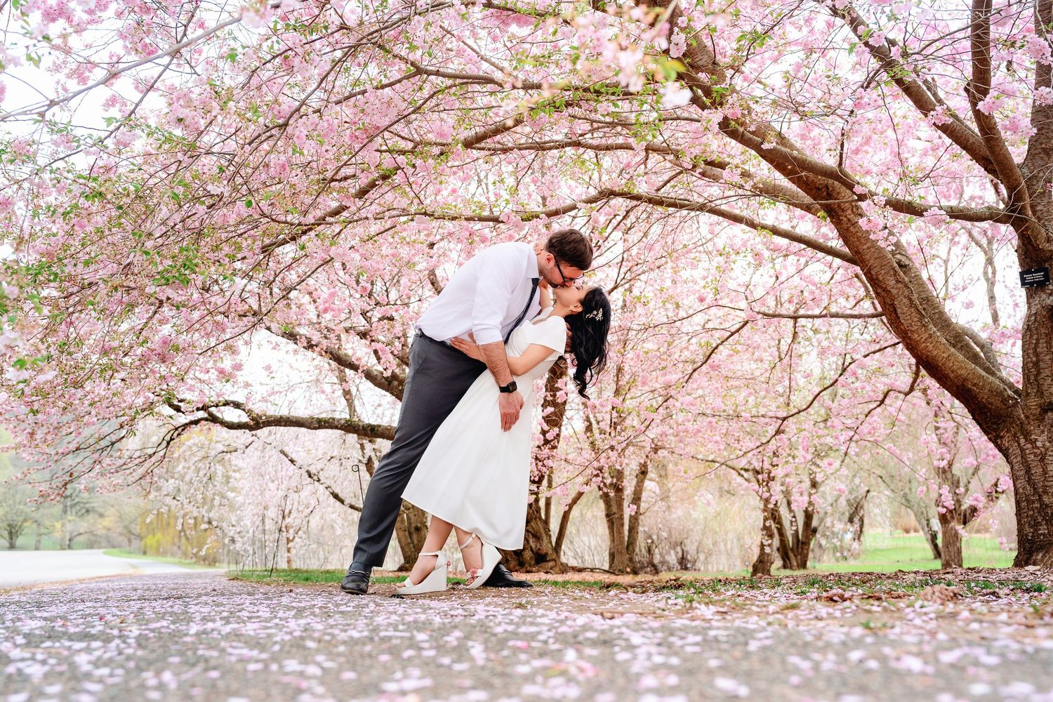 Couple sharing a romantic dip kiss under blooming pink cherry blossom trees in a scenic park.