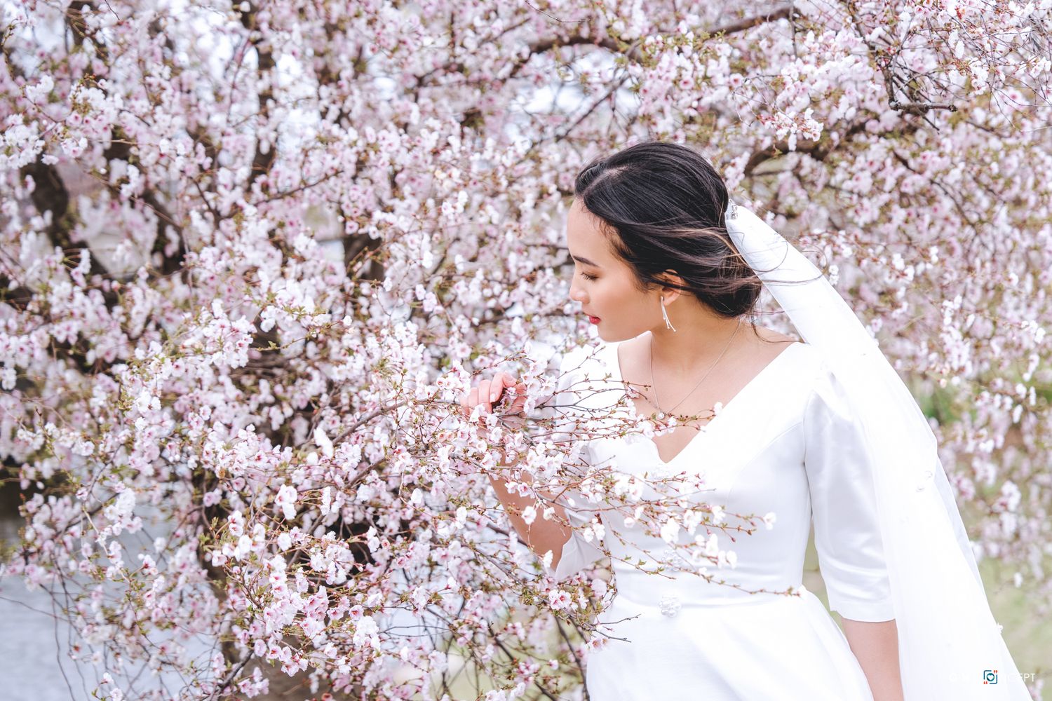 A person in a white dress poses among blooming cherry blossom trees during spring.