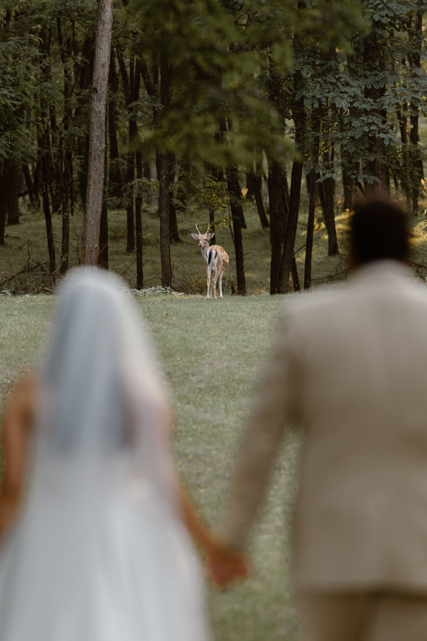 A romantic wedding photo sequence captured in a wooded forest setting with natural lighting.