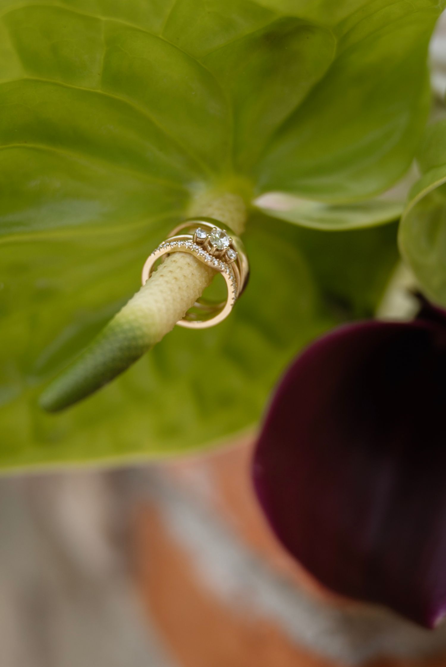Gold diamond wedding rings stacked on a green anthurium plant stem with a deep purple bloom in the background.