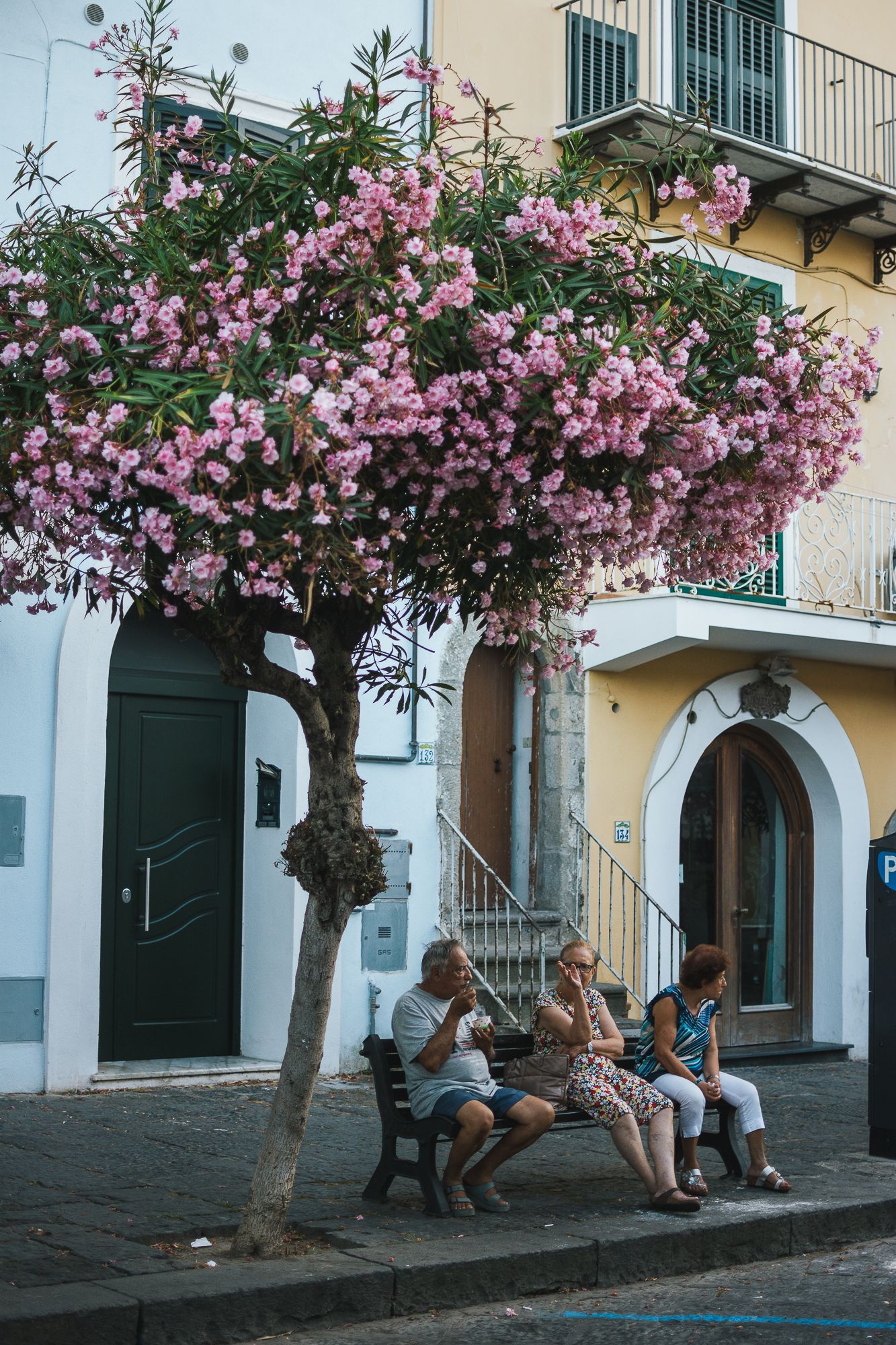 Pink flowering trees line a charming street with people resting on benches below.