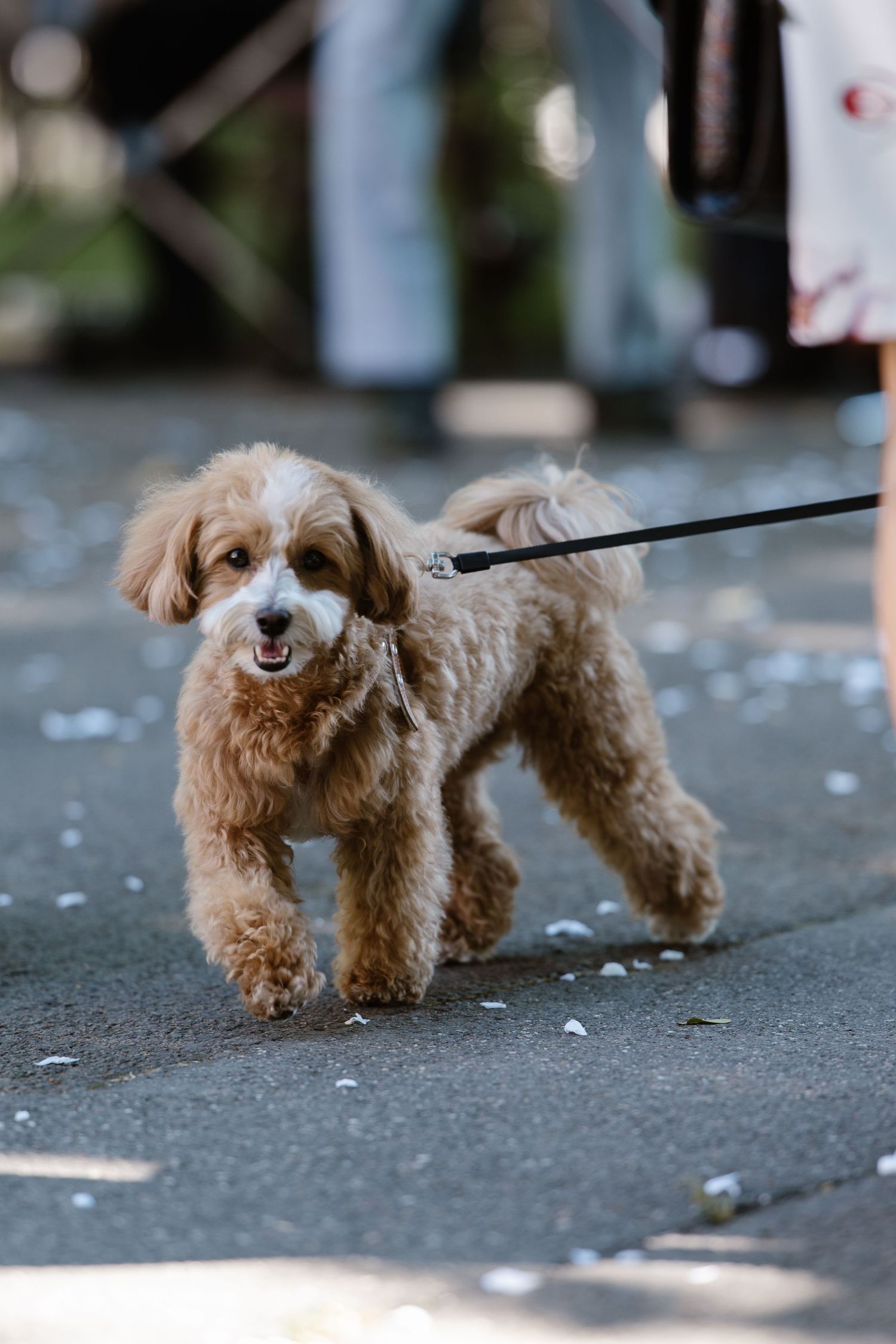A small brown fluffy dog on a leash at a wedding celebration.