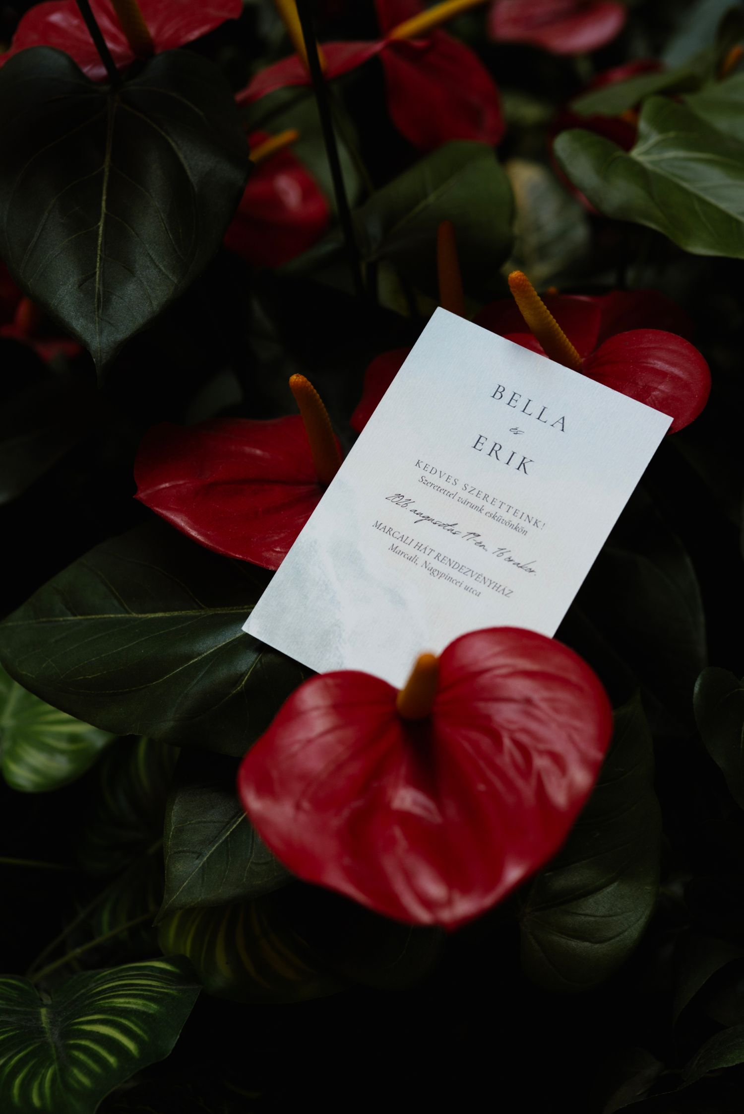 Wedding invitation for Bella and Erik nestled among vibrant red anthurium flowers and lush green tropical leaves.