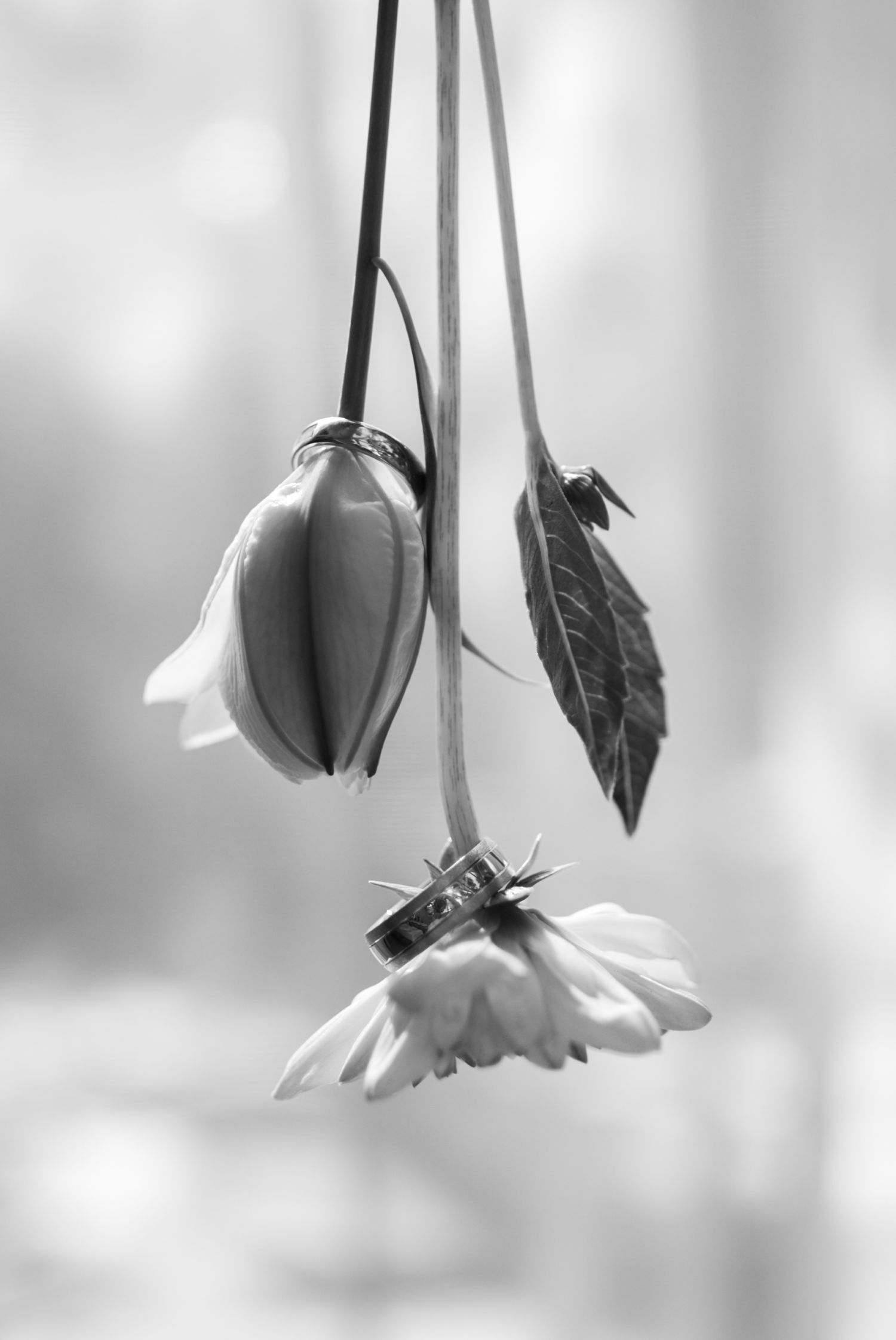 Black and white macro photo of two delicate drooping flowers with a leaf on soft blurred background.