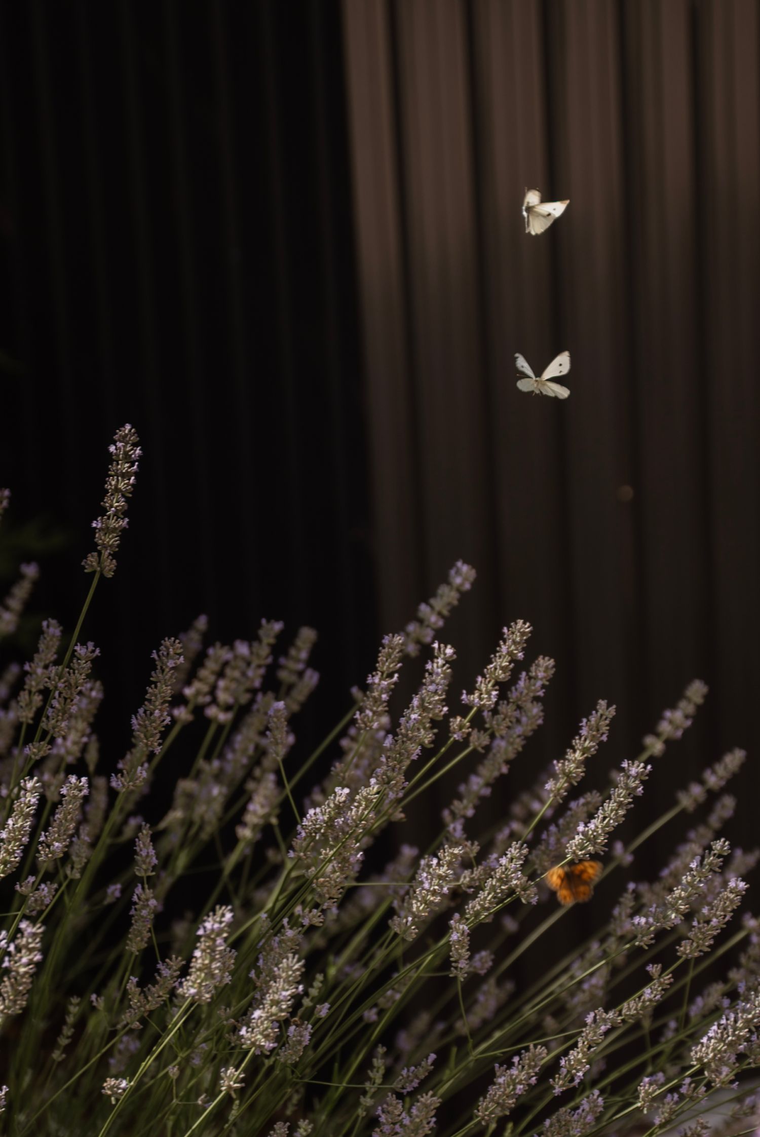 Butterflies and a bumblebee hovering over purple lavender flowers against a dark background.