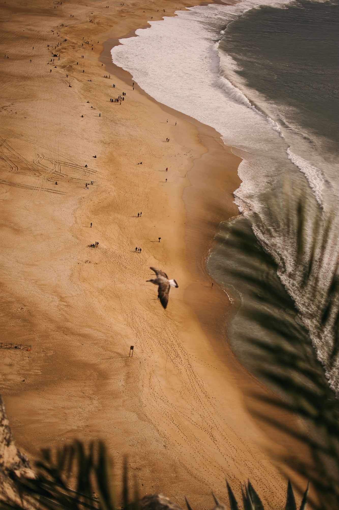 Aerial view of a sandy beach with waves crashing on the shore and palm tree shadows visible.