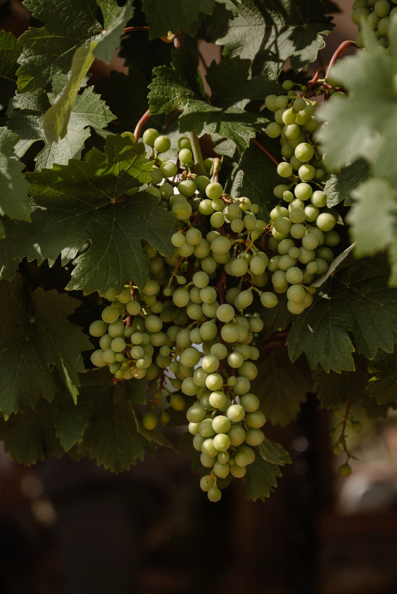 Lush clusters of green grapes hanging on a grapevine surrounded by large green leaves in a sunlit vineyard.