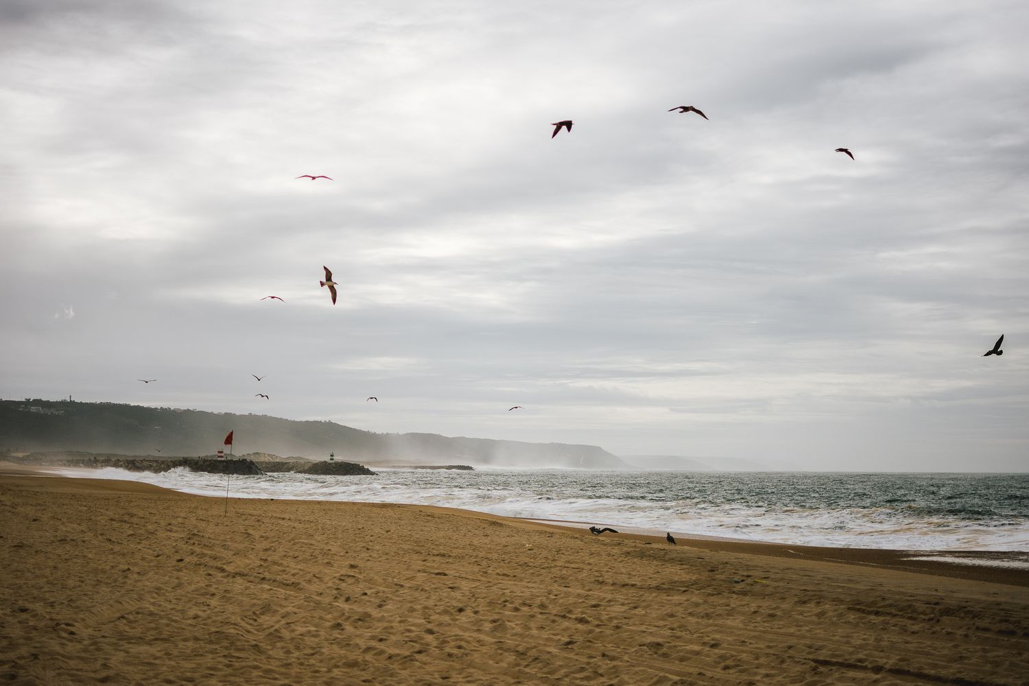 Birds soaring over a misty coastal landscape with rolling hills.