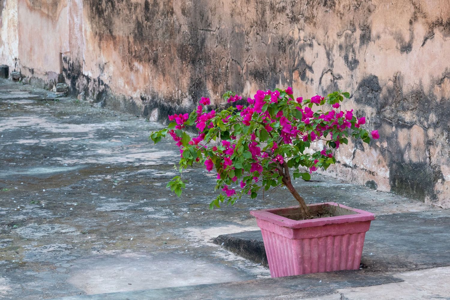 Pink blooms.
