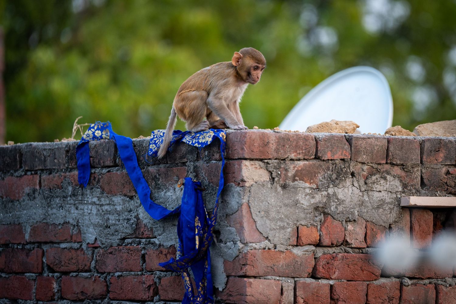 A baby monkey on a brick wall near Delhi, India.