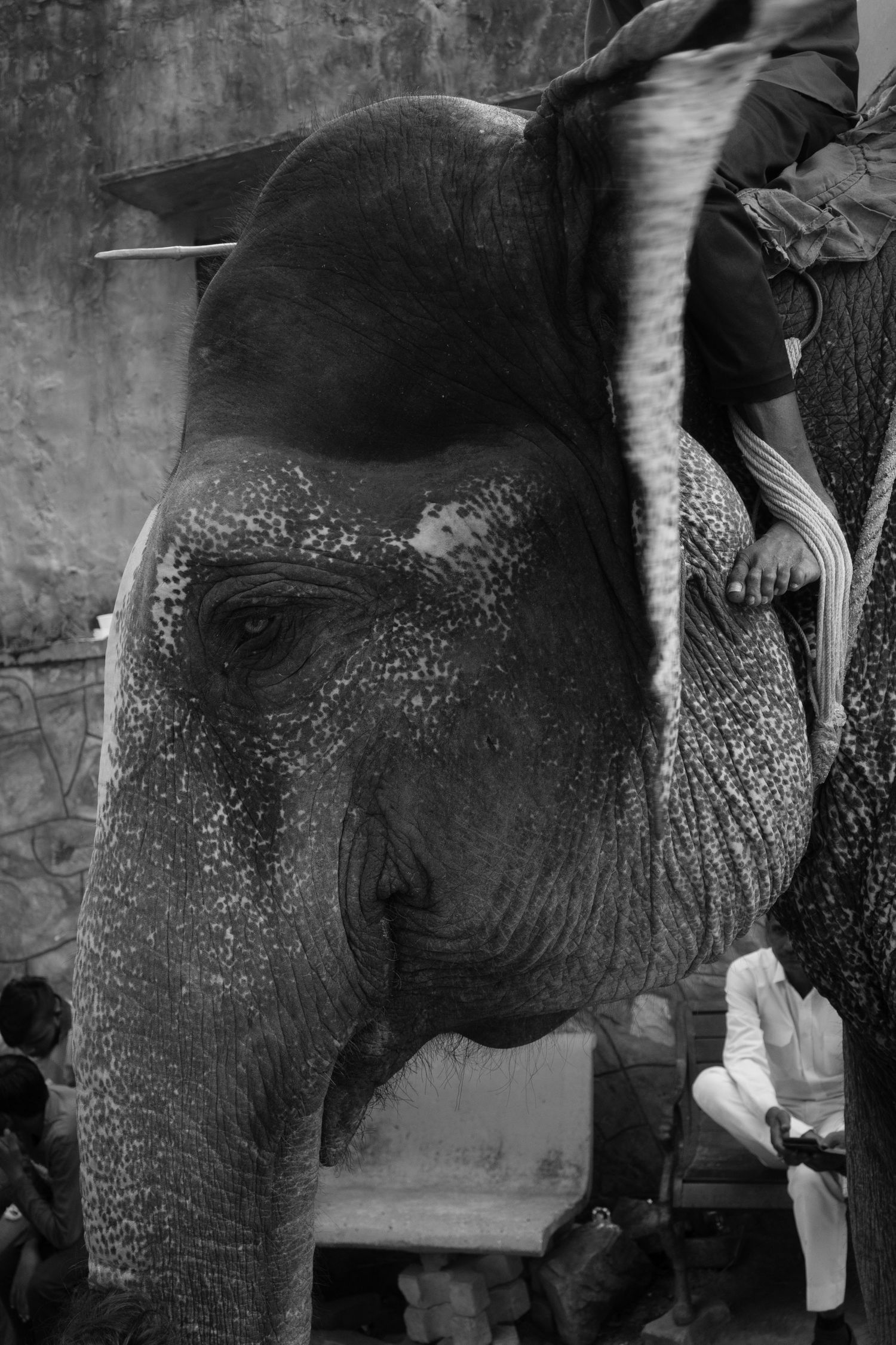 Black and white photo of an elephant in India.