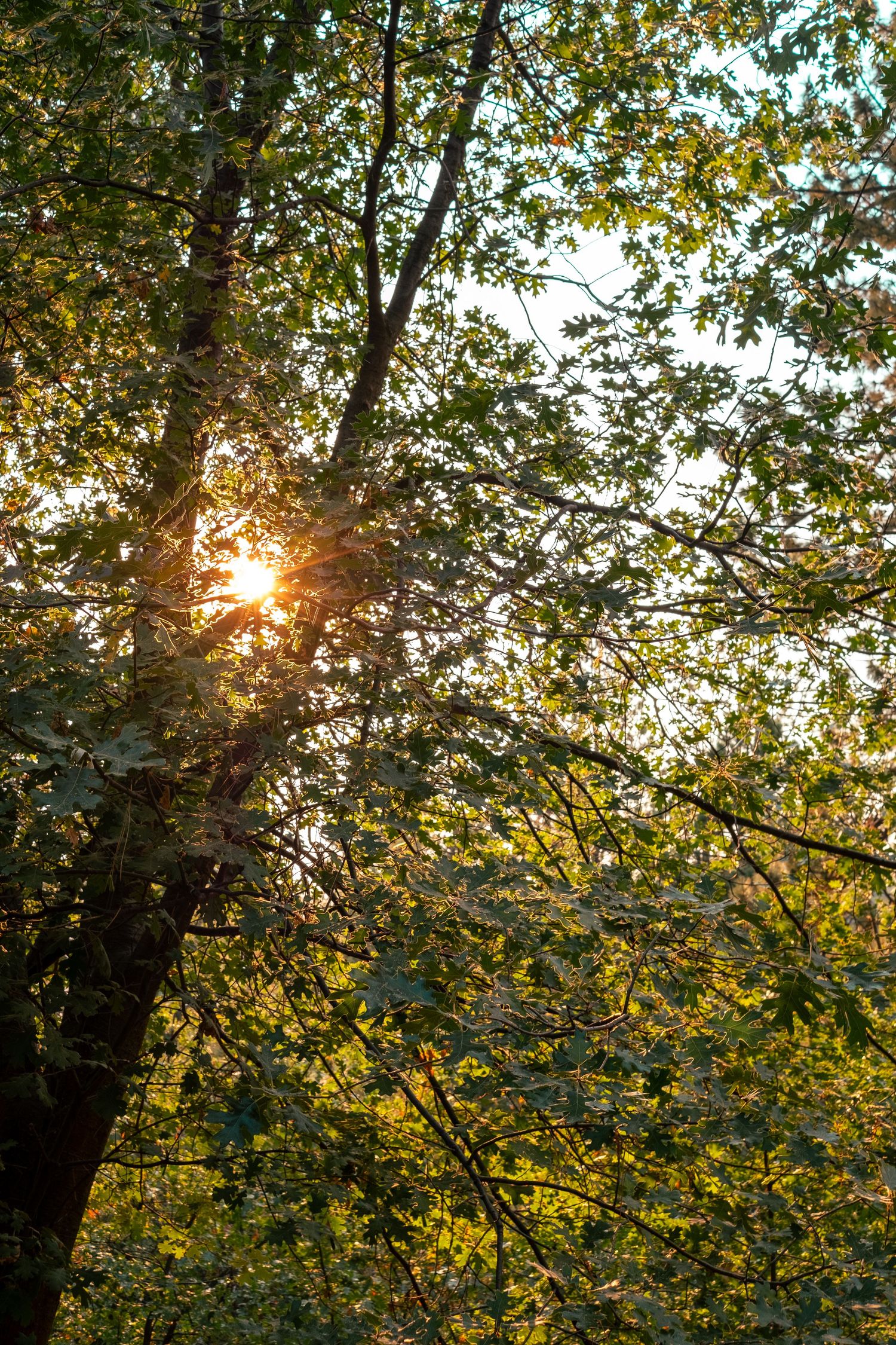 Oak trees with sunlight, Idyllwild California.
