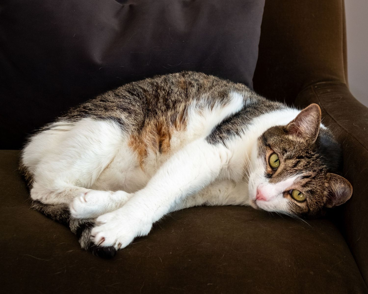 Cat portrait Los Angeles.