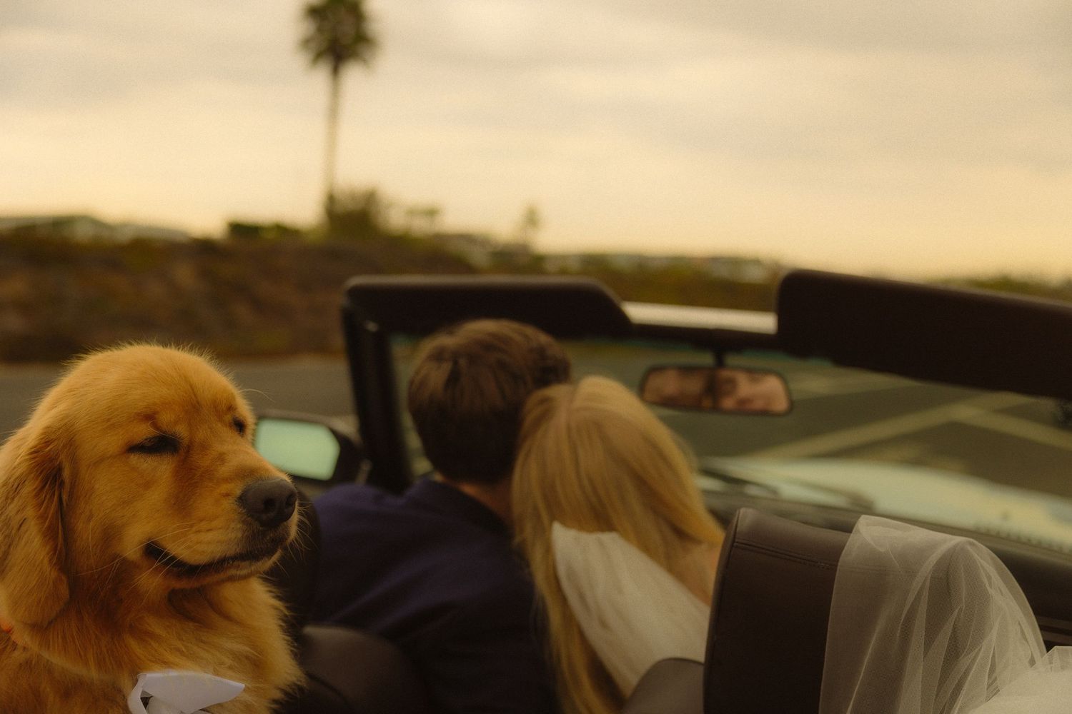 Golden retriever rides in convertible car with two people at sunset near palm trees.