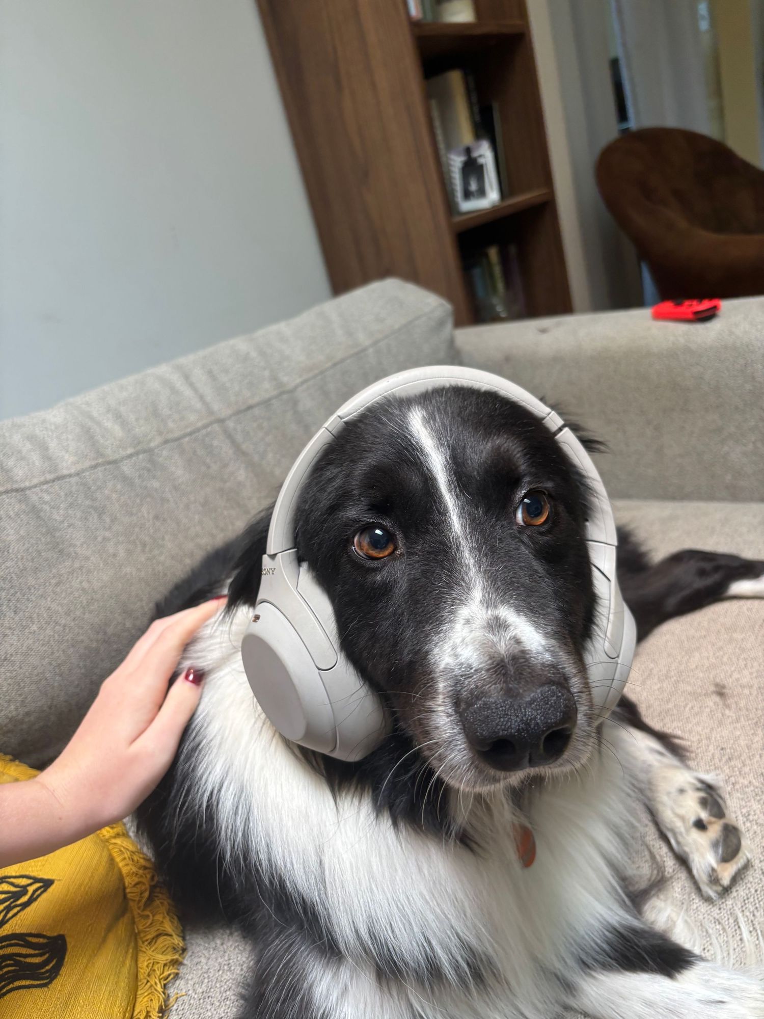 A black and white Border Collie wearing white headphones on a beige sofa, held by a person in a yellow shirt.