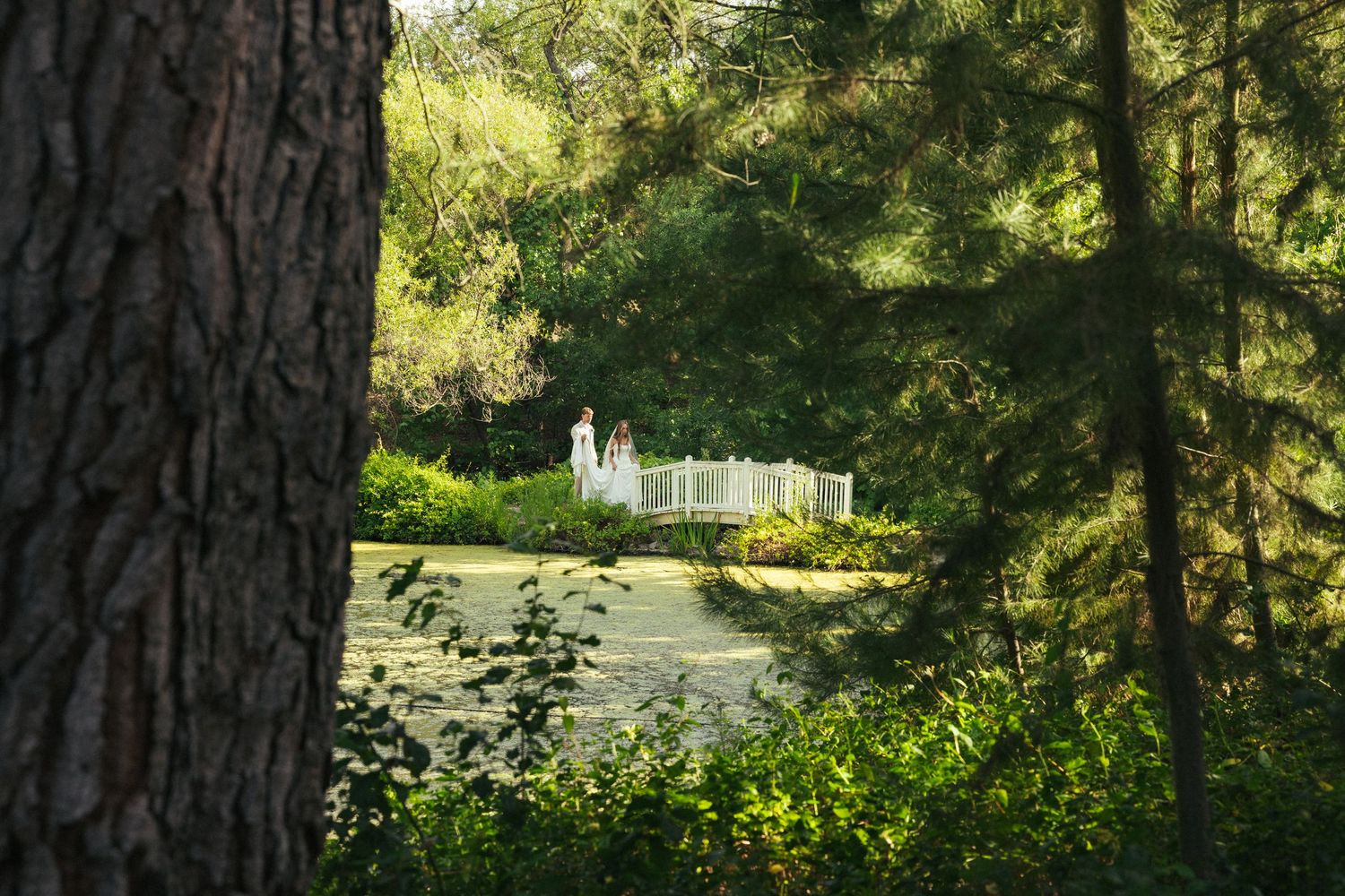 A serene garden pond with lily pads, framed by tall trees and a white decorative bridge in lush green surroundings.