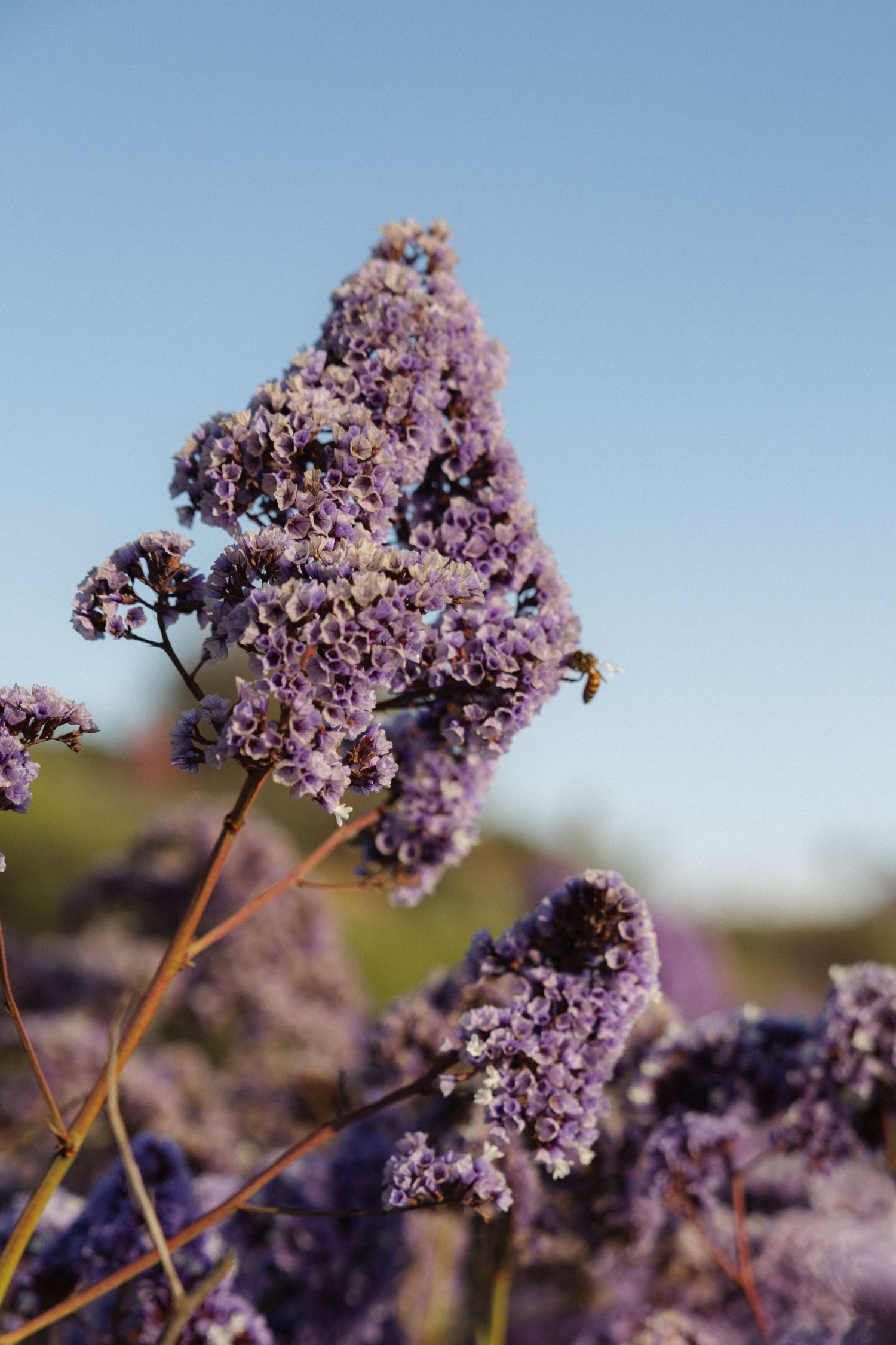 Close-up of purple statice wildflowers with a bee pollinating under a clear blue sky.