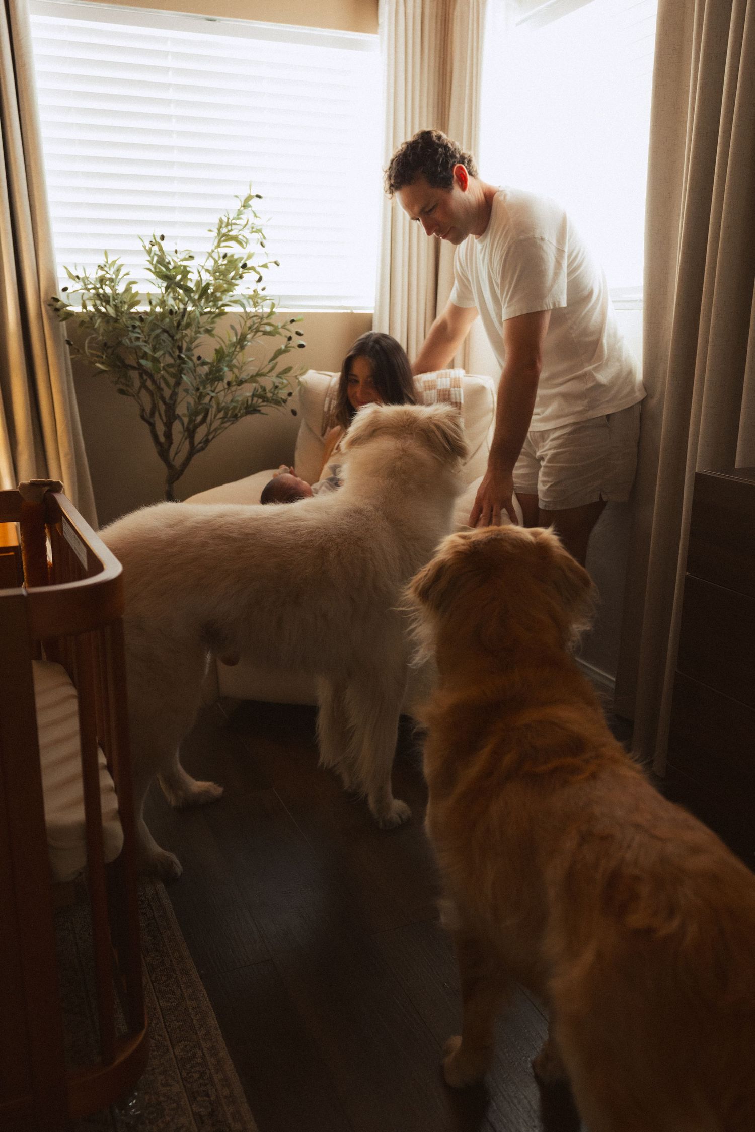 A golden retriever dog watches attentively as people interact near a window in a sequence of connected photos.