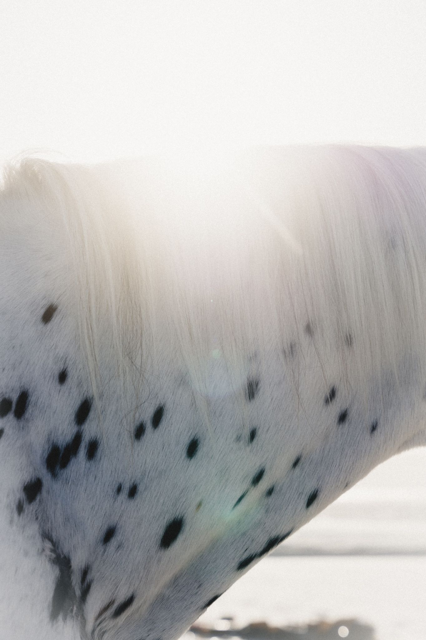 A white Appaloosa horse with black spots stands in bright sunlight, creating a lens flare effect on its back.