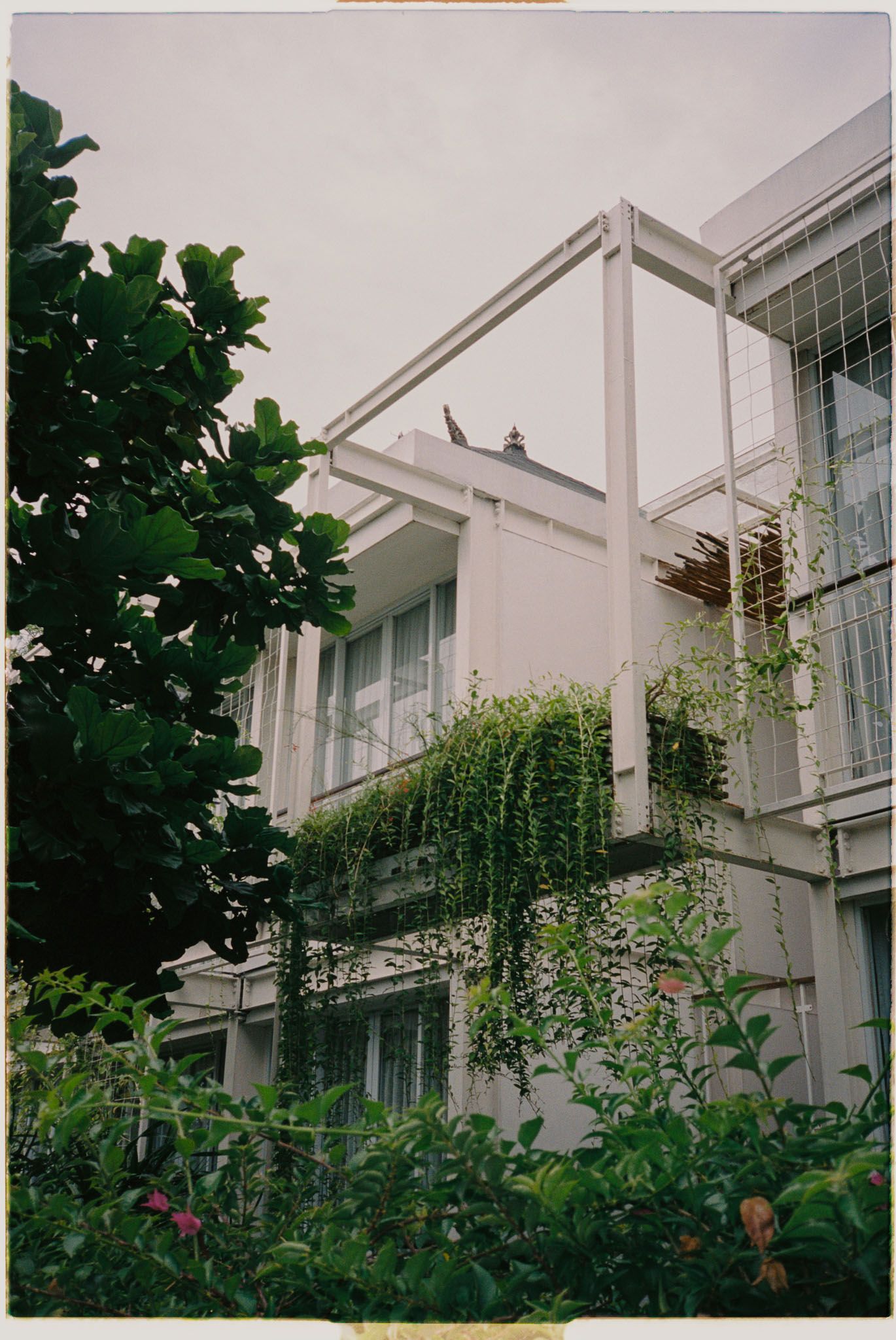 A white building exterior with lush green plants and vines growing along the windows creating a natural garden facade. Rimbun Canggu, Bali.