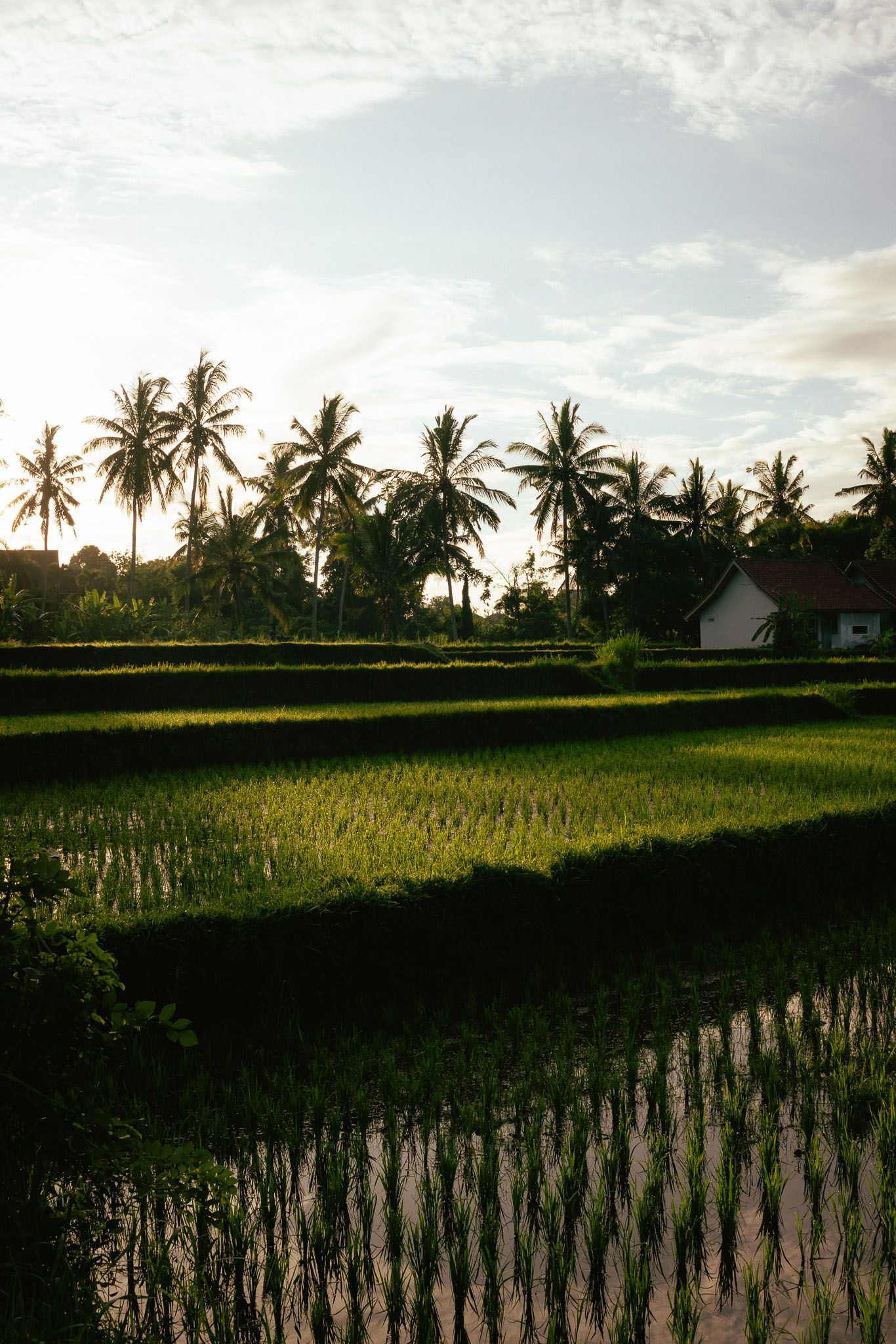 Tranquil rice paddy field with towering palm trees and a small house under a cloudy sunset sky. Ubud, Bali.