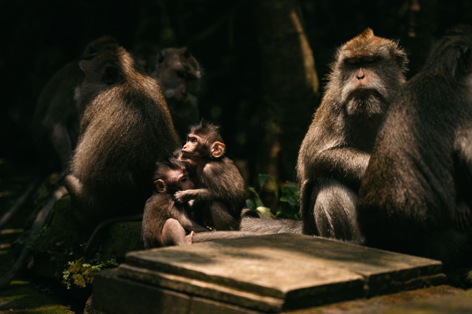 A series of brown orangutans in various poses showing playful and contemplative behaviors in the monkey forest in Ubud, Bali.