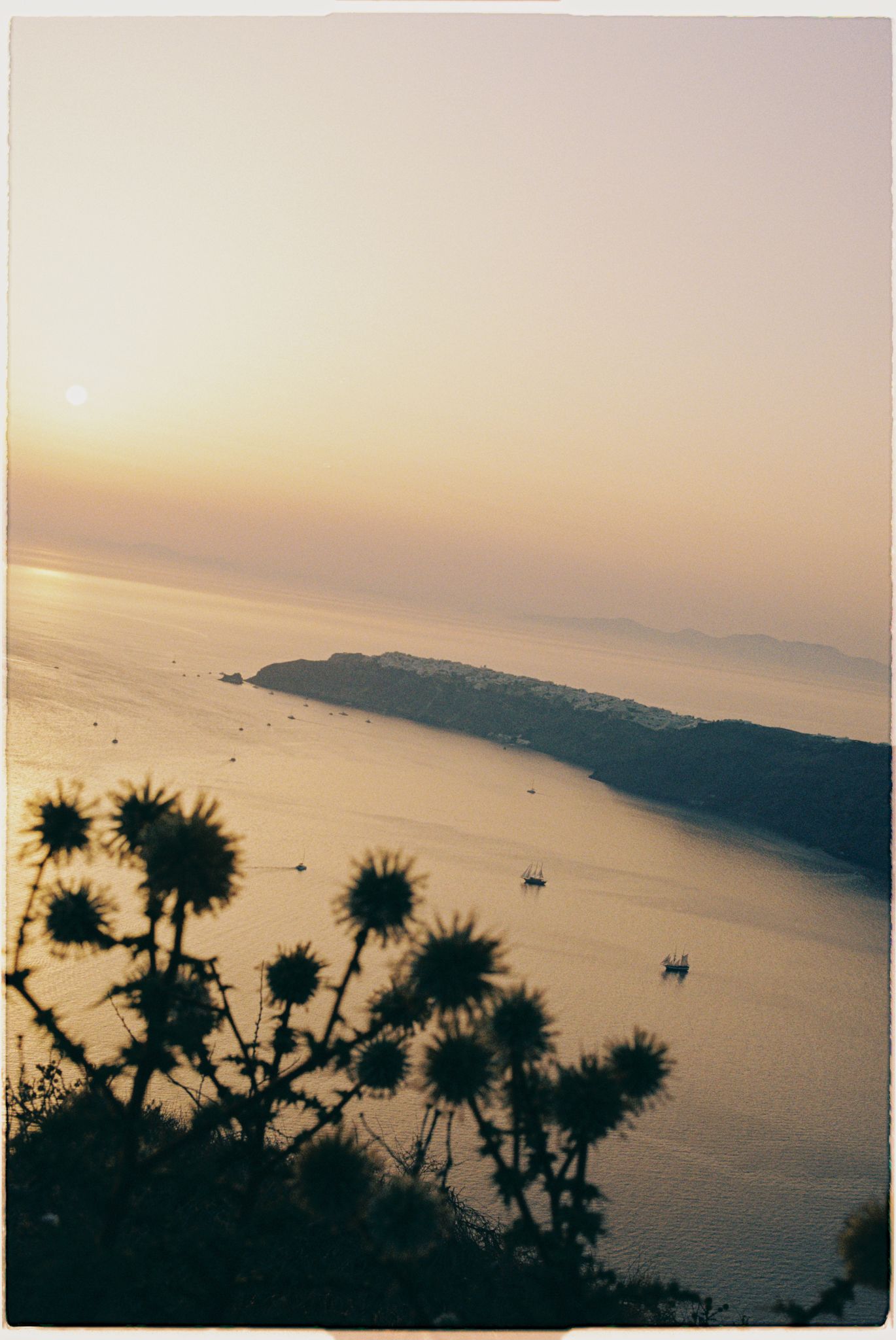 Silhouetted thistle plants against a calm ocean vista at sunset creating a romantic coastal landscape.