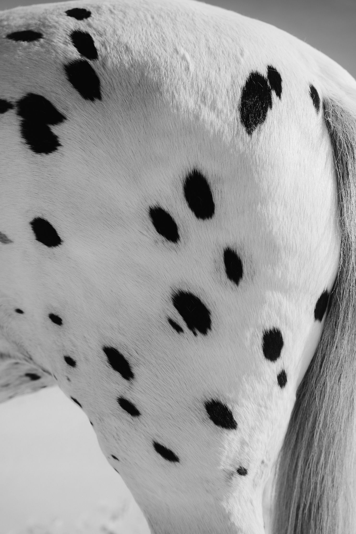 Black and white close-up photo of an Appaloosa horse's spotted hindquarters showing distinctive dark spots on white coat.