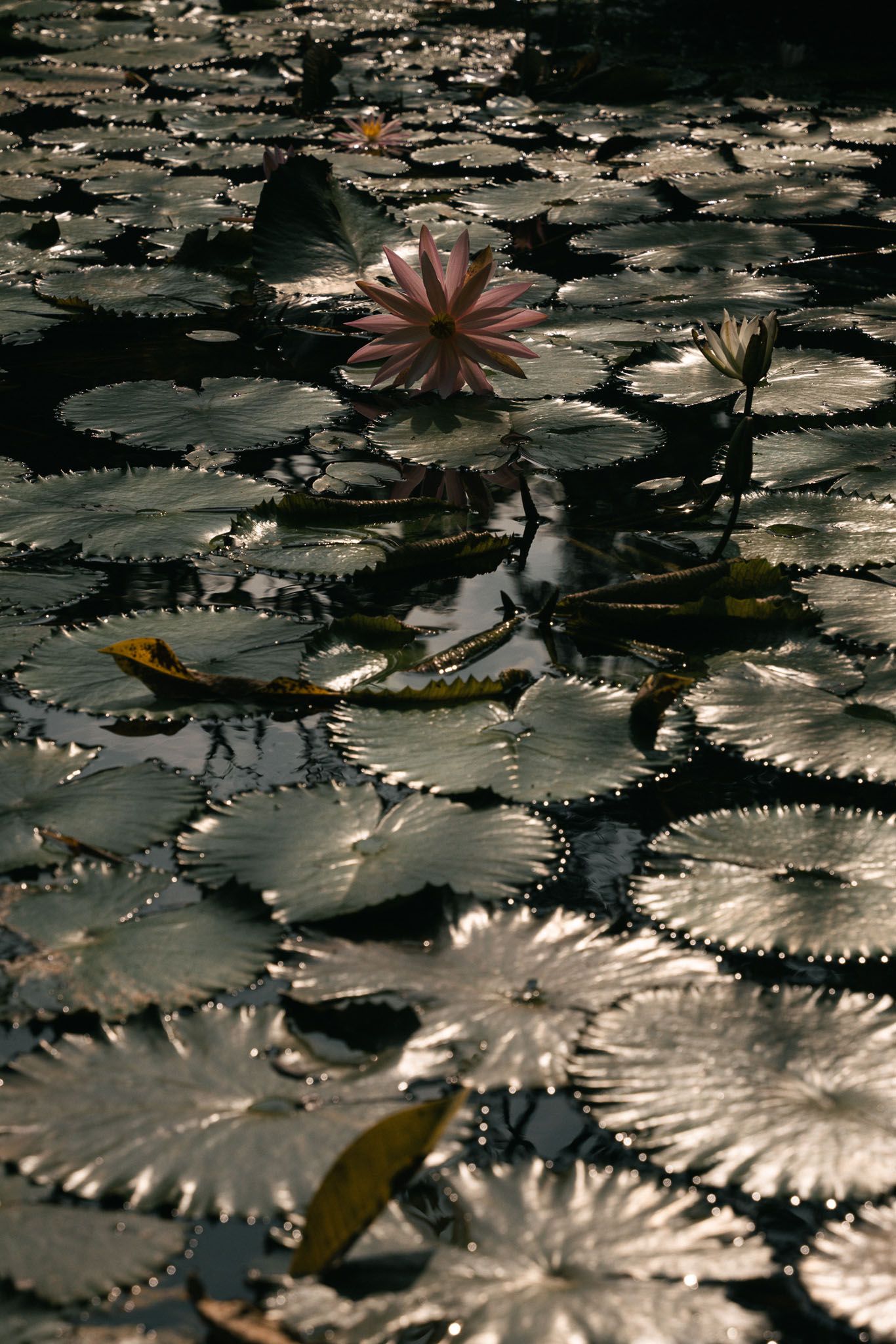 Pink lotus flowers bloom among silvery lily pads floating on dark water in a tranquil pond scene in Ubud, Bali.