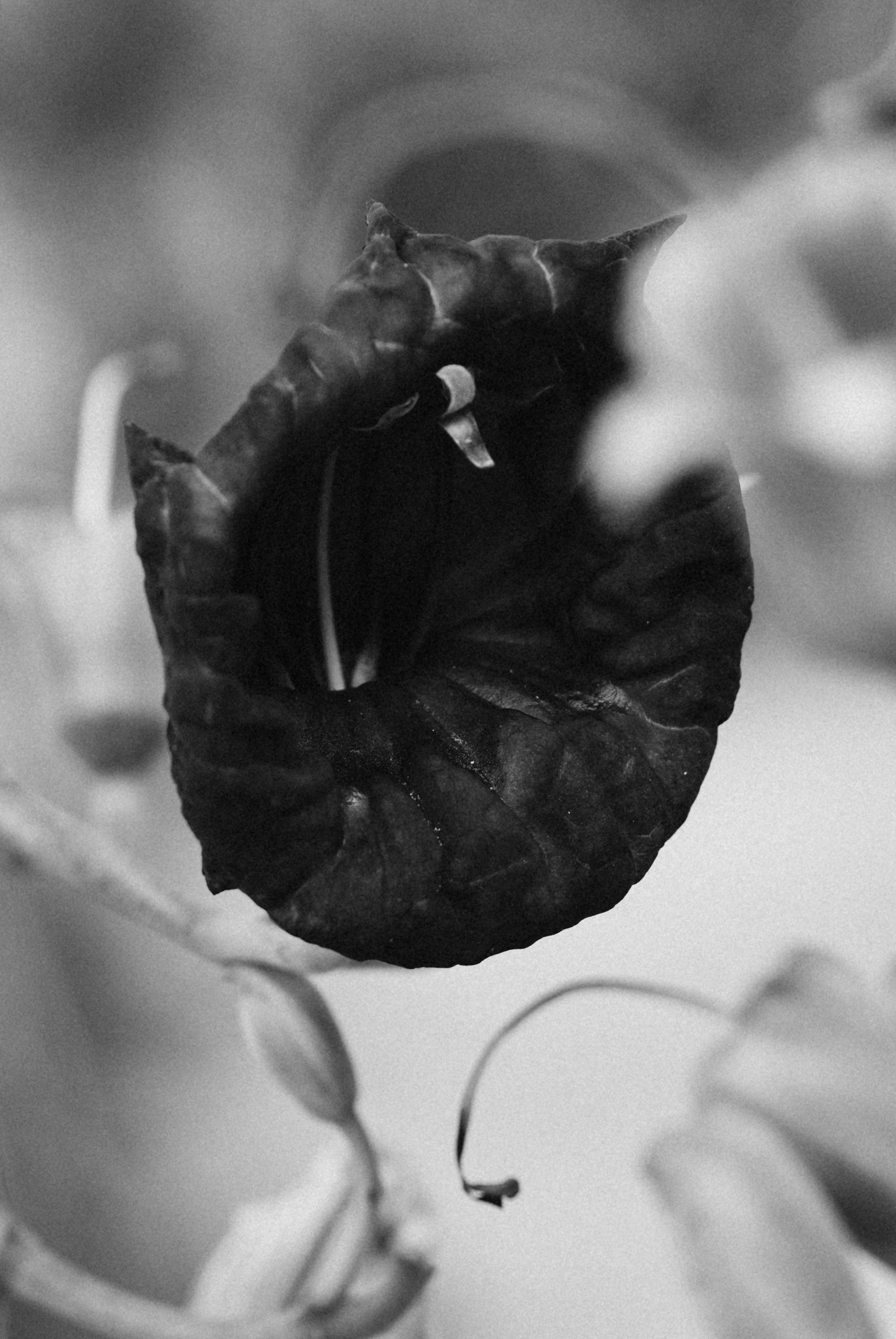 Close-up black and white photo of a dark, textured leaf with delicate curling tendrils in soft focus background.