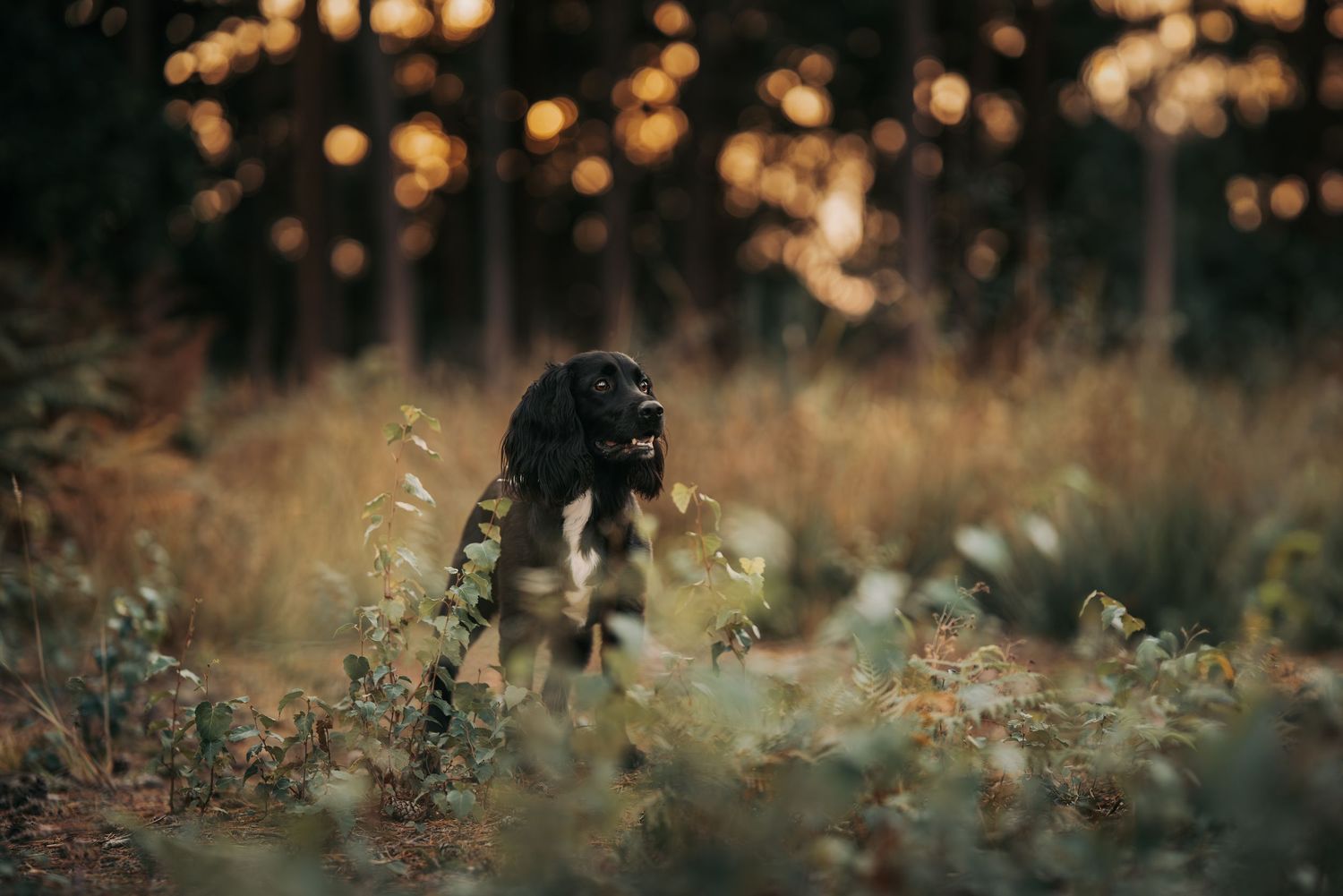 Black dog exploring through tall grass and wildflowers at golden hour.