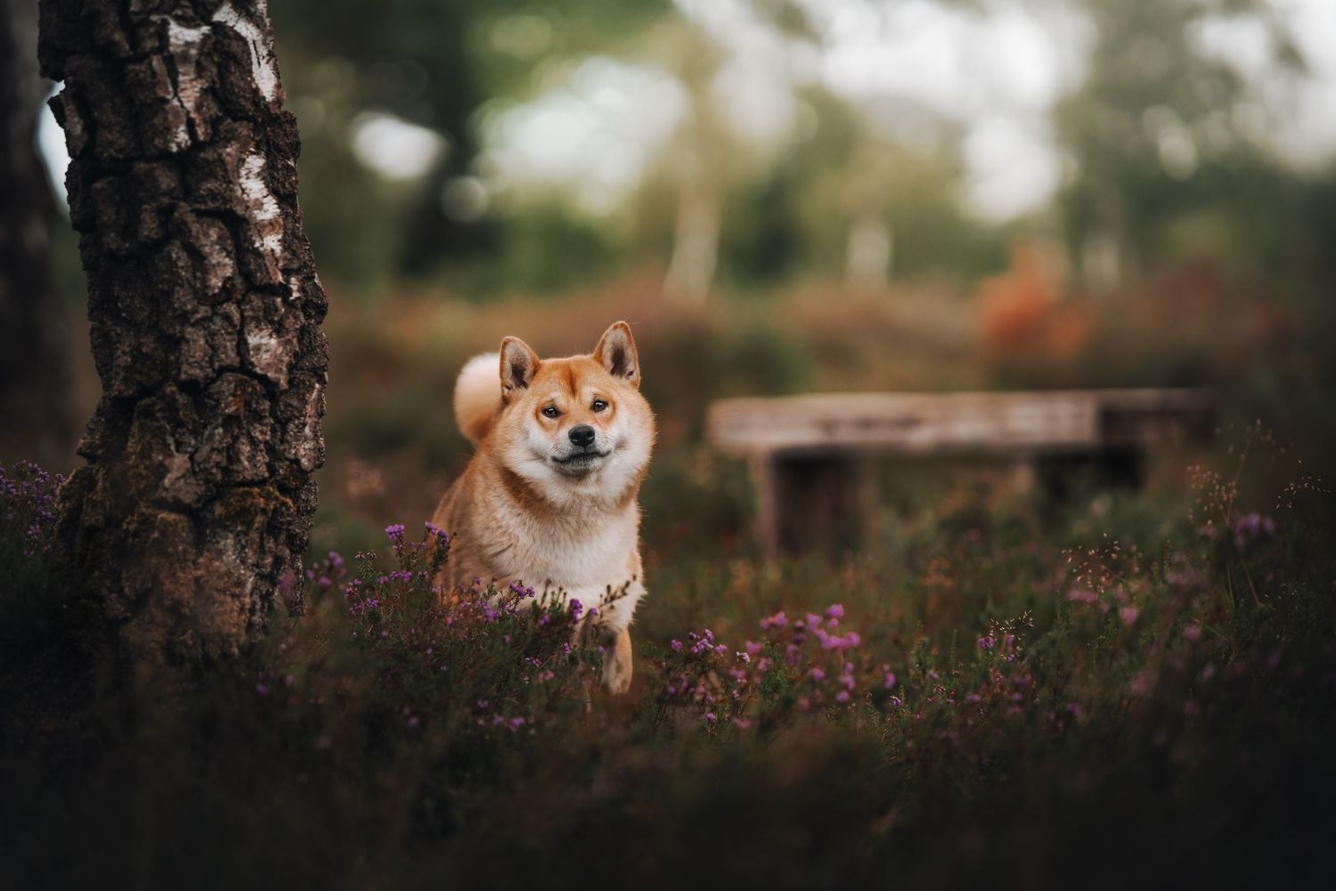 A fluffy Shiba Inu dog sitting among purple heather flowers in a forest with a bench in the background.