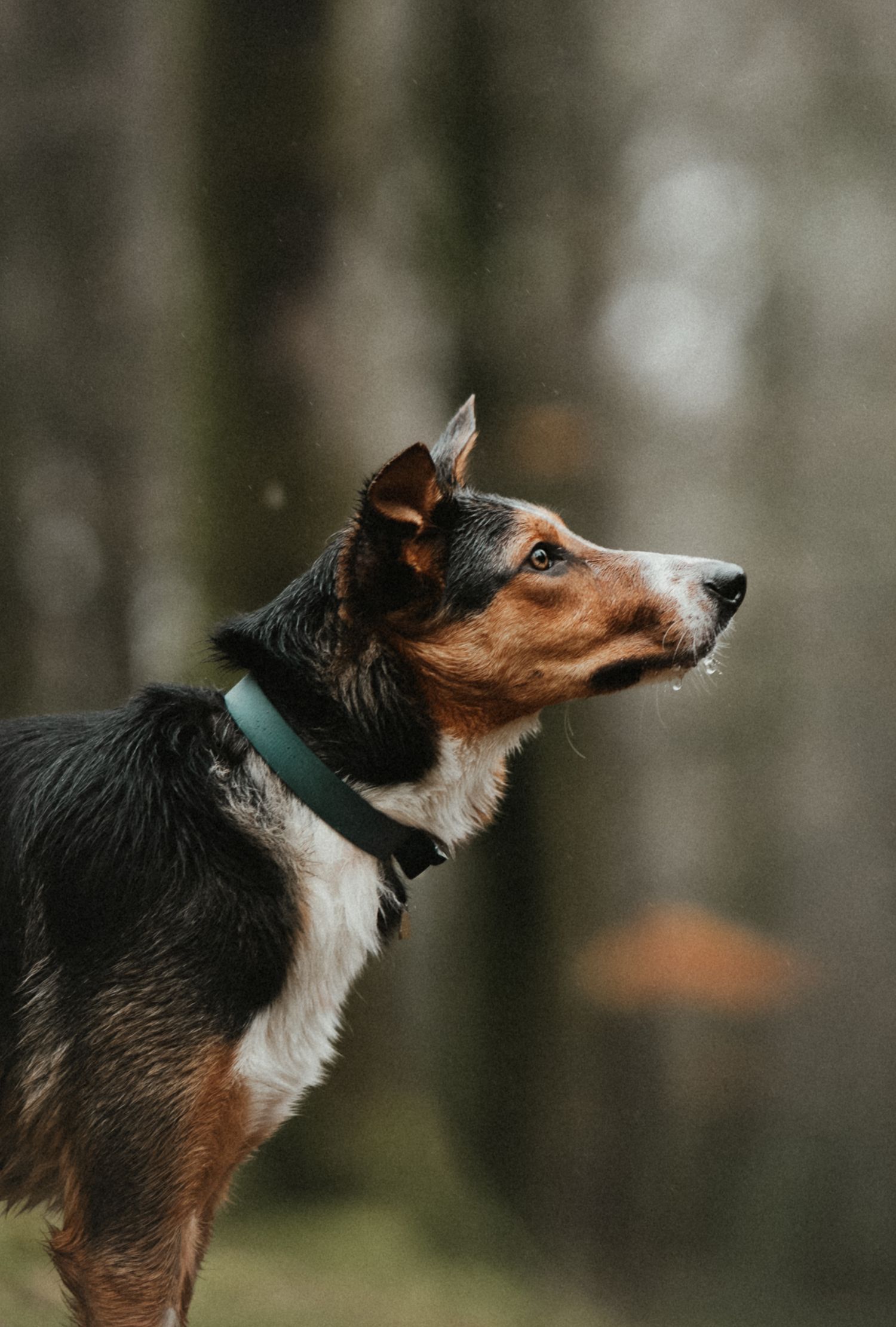 A tricolor dog with a green collar gazes alertly in a misty forest, showcasing its brown, black, and white coat.