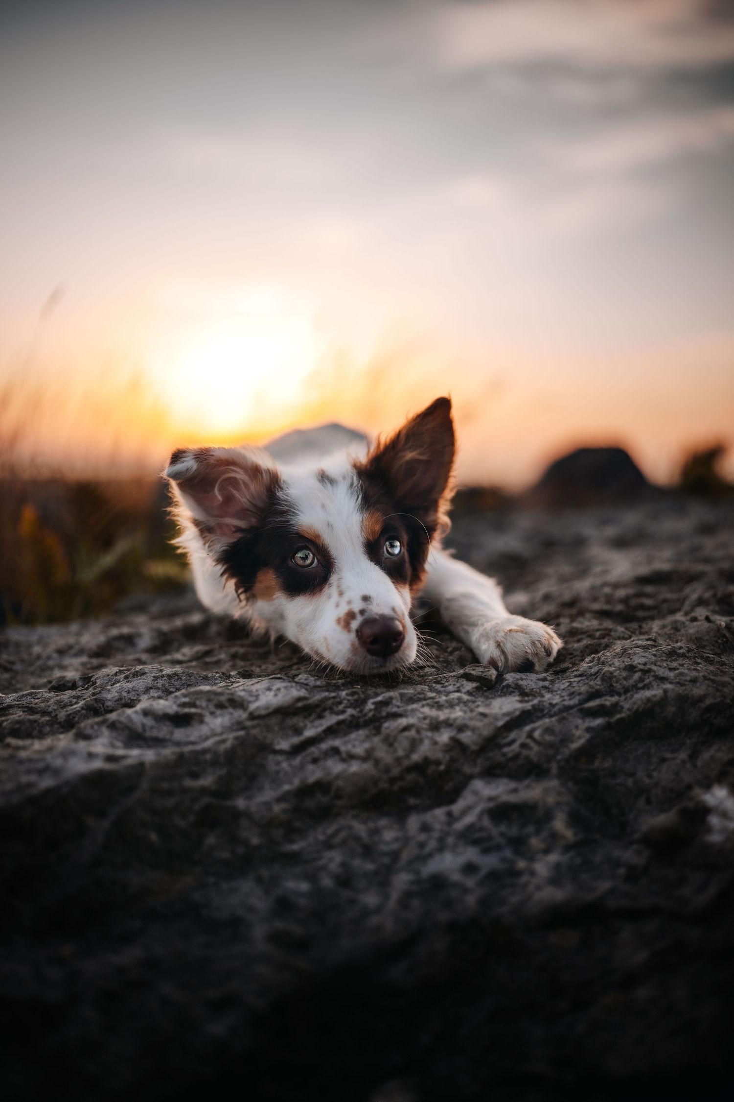 A border collie puppy with heterochromia rests on rocky ground during a golden sunset.
