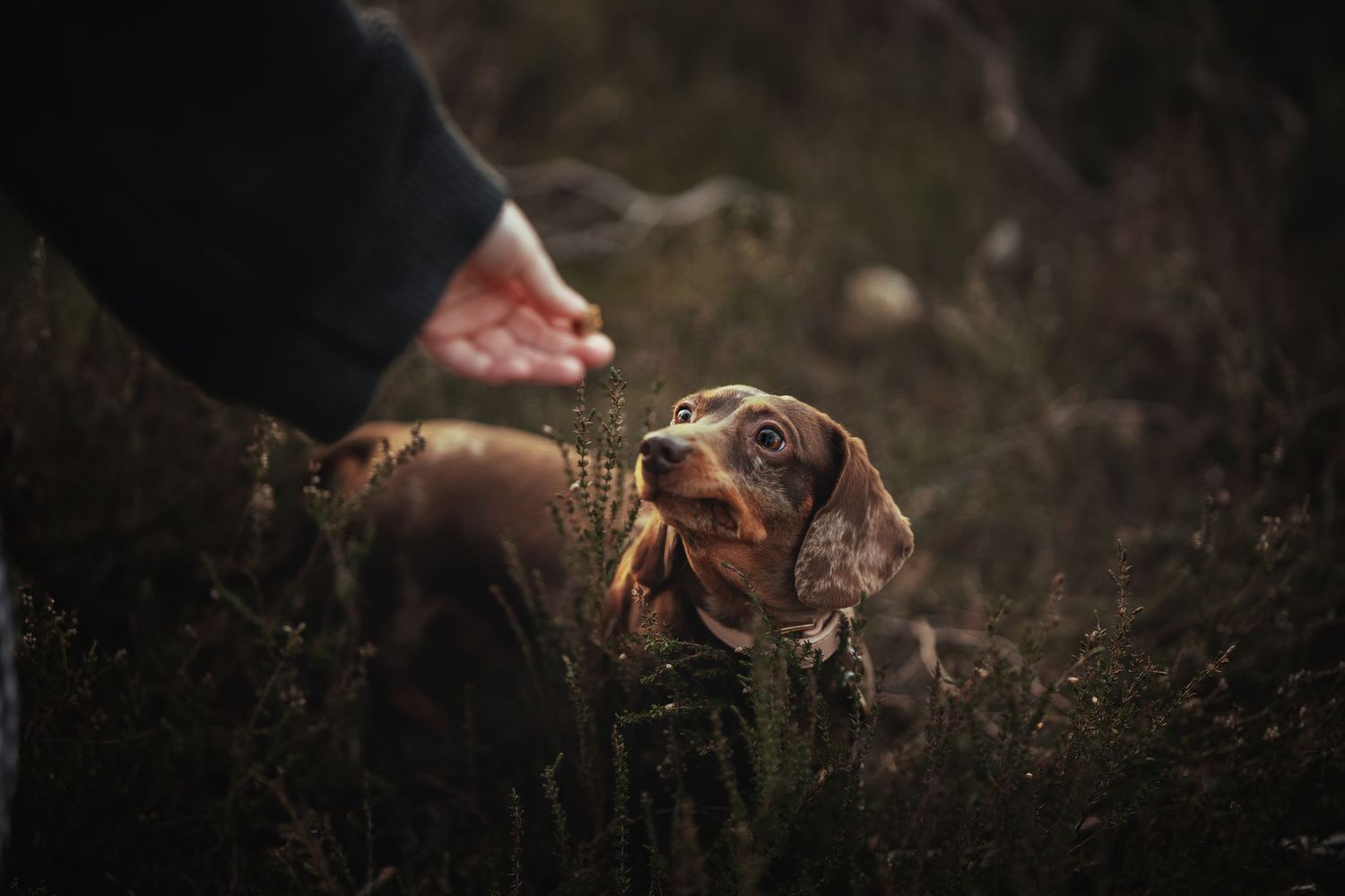 A dachshund dog looks up at a person's outstretched hand in a dark grassy outdoor setting.
