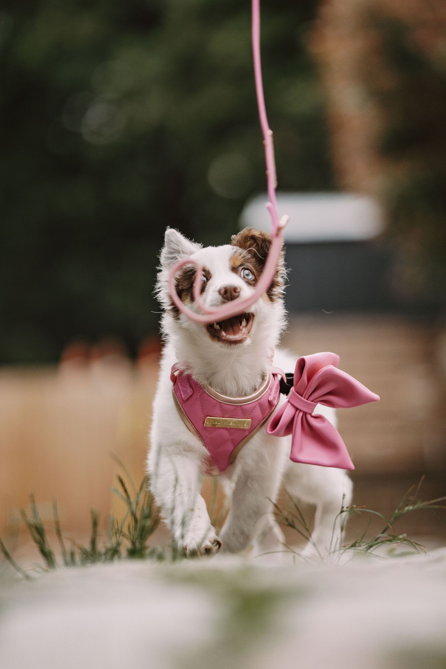 Adorable white puppy wearing a pink harness and bow on a pink leash, playing outdoors with mouth open.