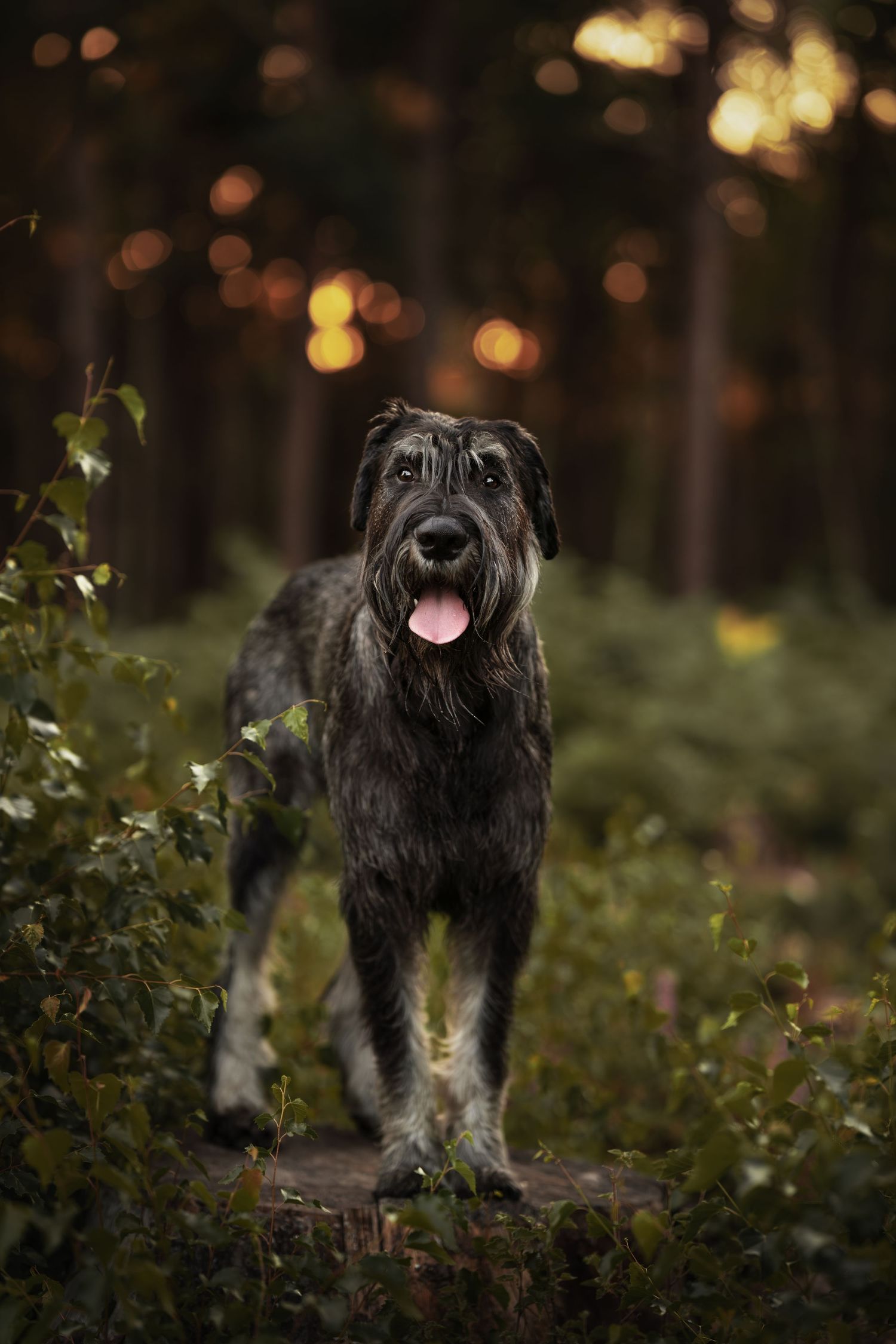 A dark wire-haired dog stands alert in a forest clearing with bokeh lights in the background.