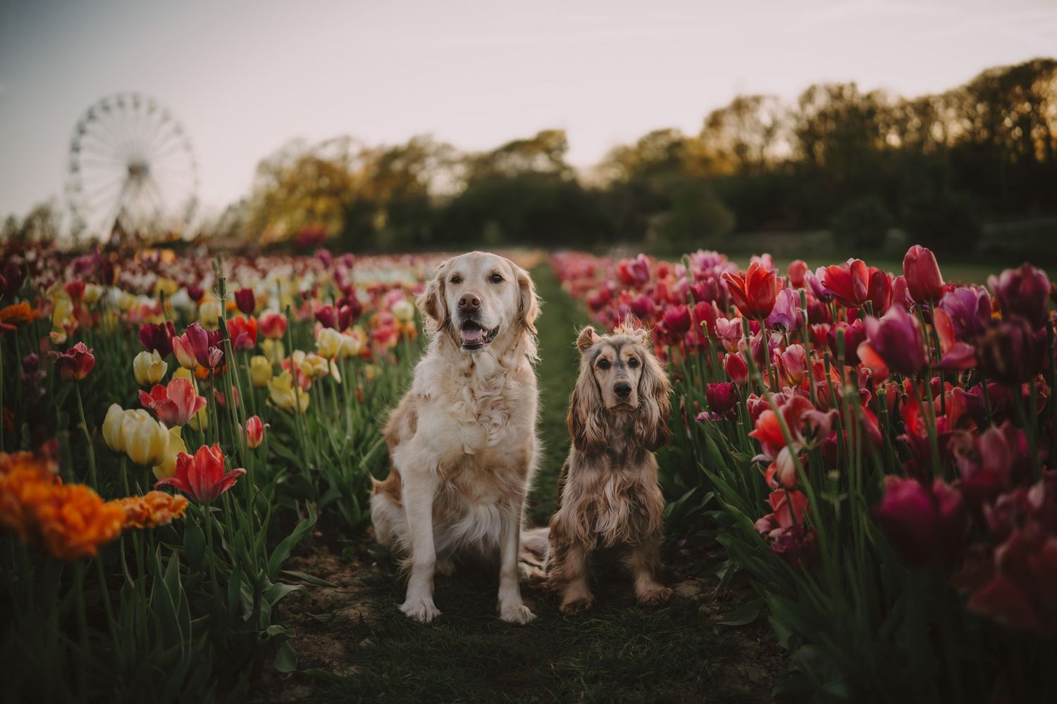 Two dogs sitting among colorful tulips in a flower field with a Ferris wheel in the background.