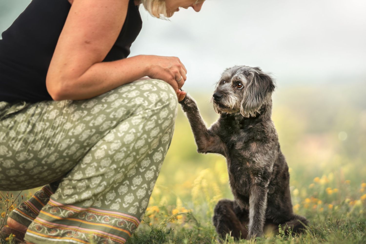 Dog giving paw to owner in meadow of yellow wildflowers.