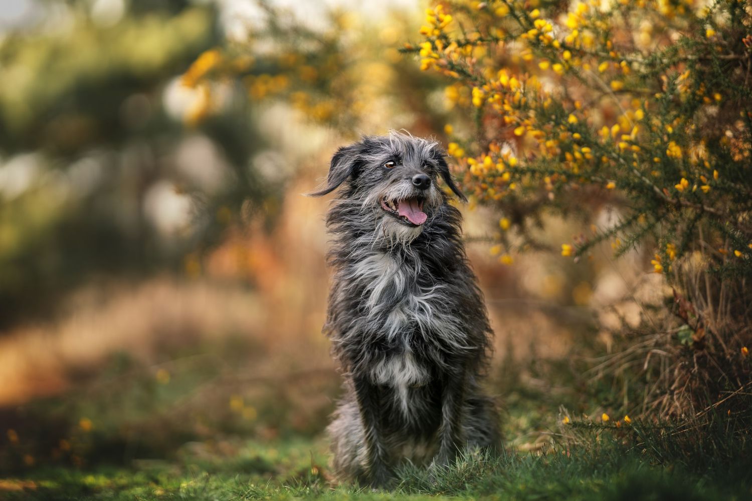 Grey mixed breed dog sitting alert in garden with yellow autumn blooms.
