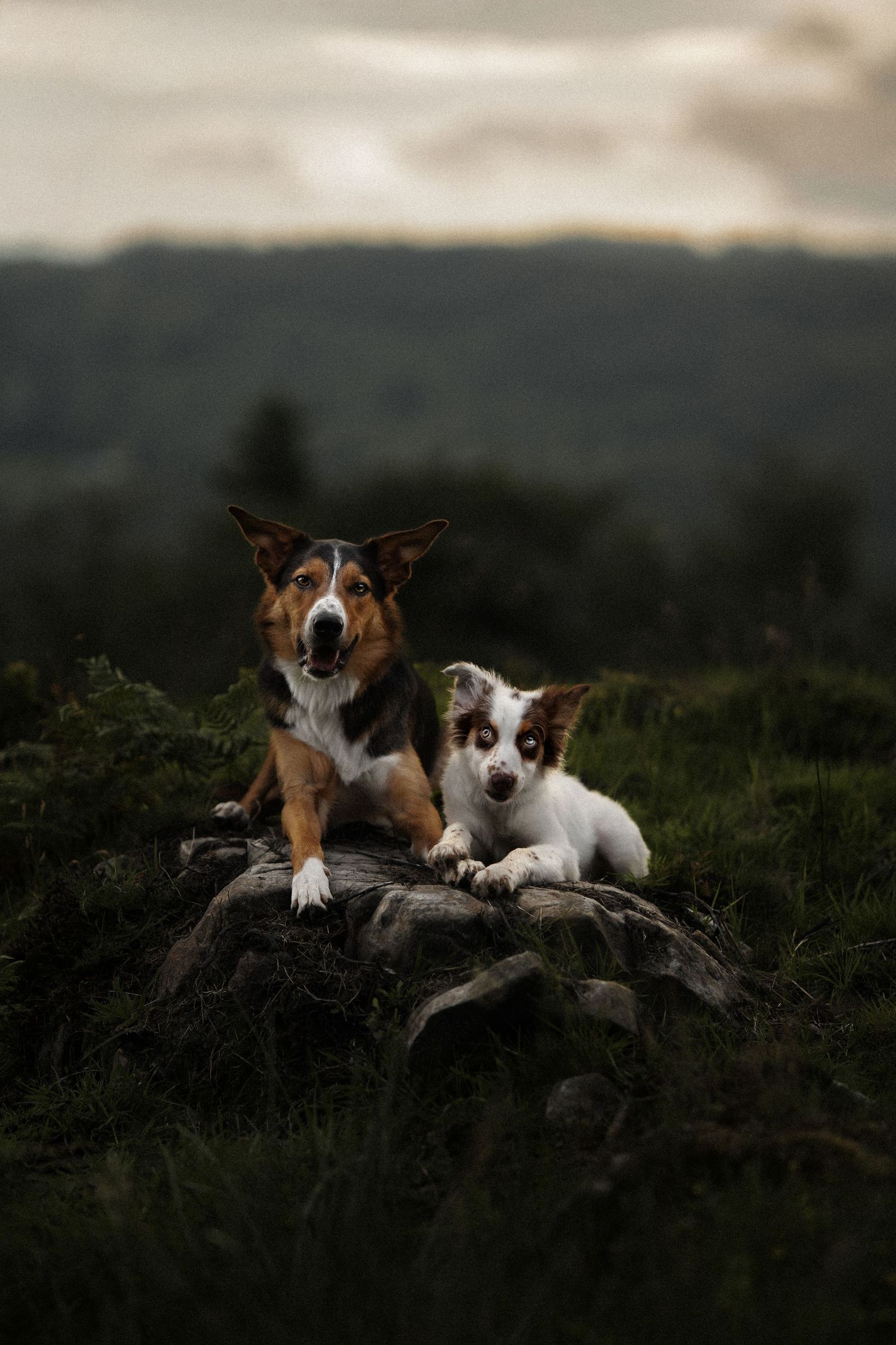 Two dogs, a large tricolor and small puppy, pose on rocks in a lush green landscape at dusk.