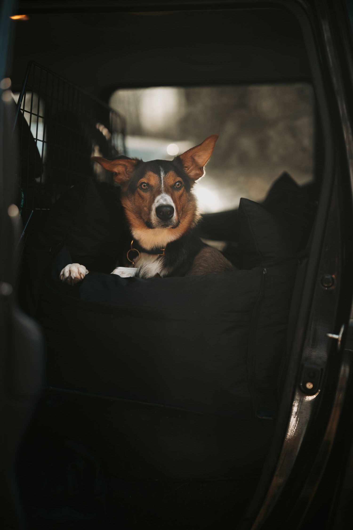 A alert tricolor dog sits in the back of a dark vehicle, looking directly at the camera through a pet barrier.