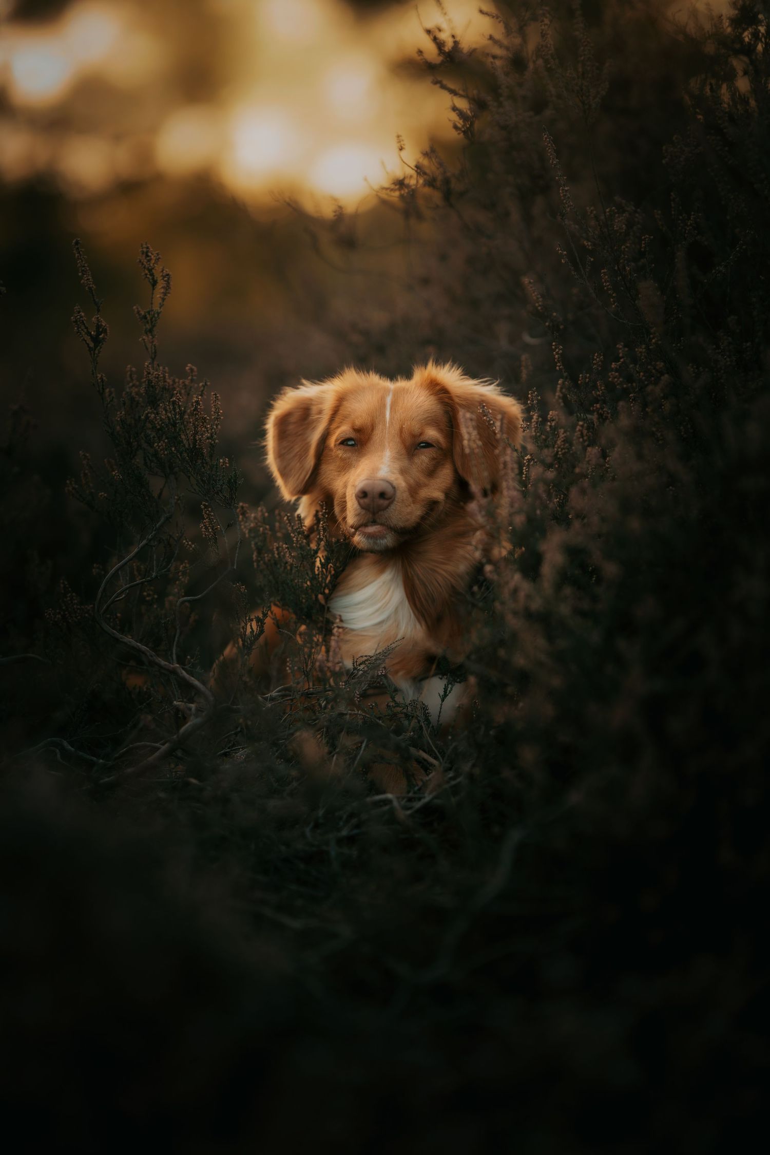 A golden Nova Scotia Duck Tolling Retriever puppy sits among dark wild shrubs at sunset.