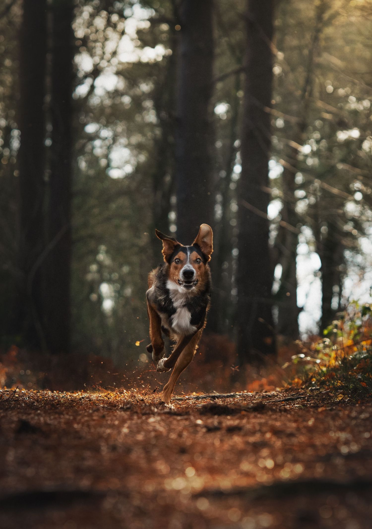 A tricolor Australian Shepherd dog running energetically down a forest trail surrounded by tall trees and autumn foliage.
