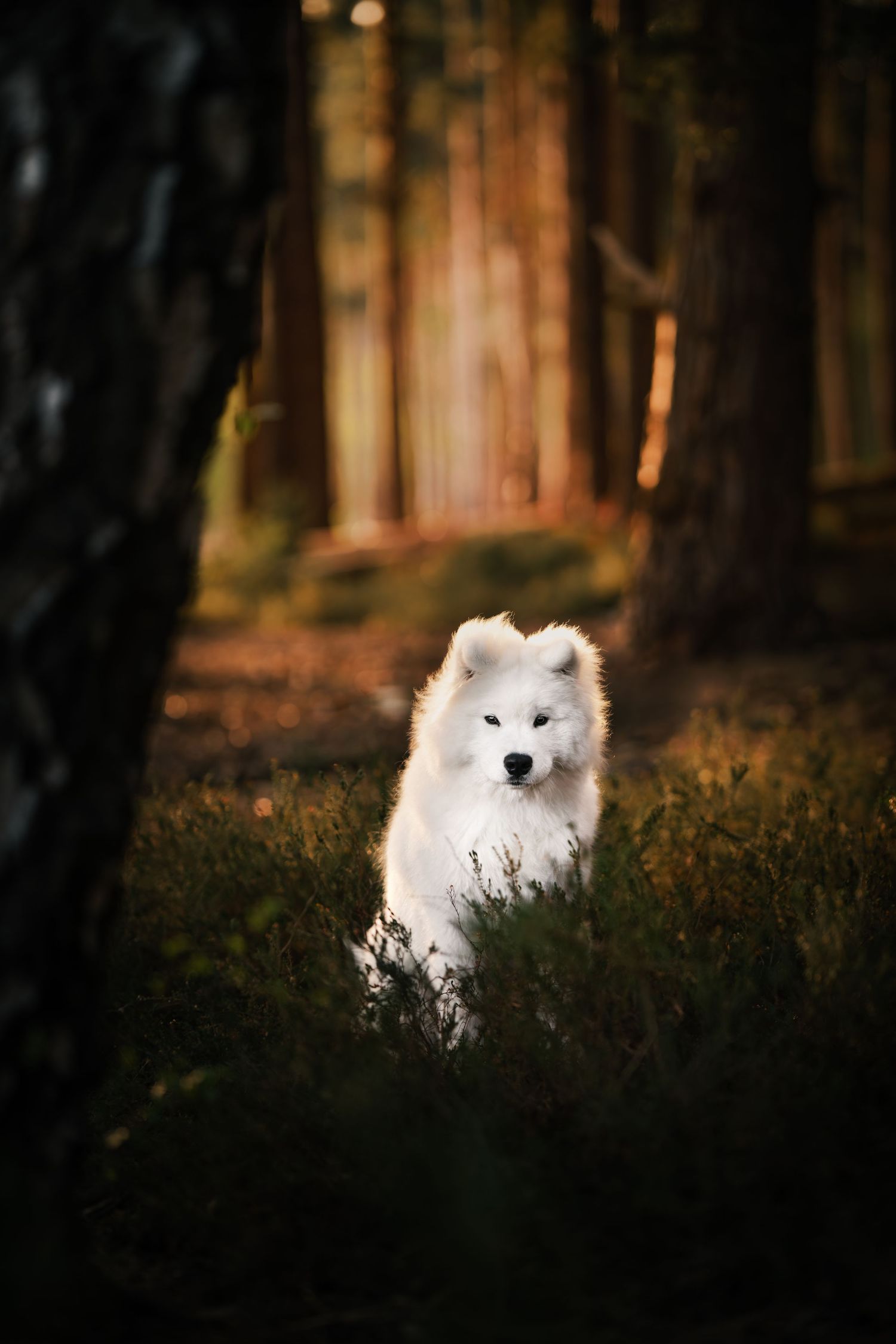 A fluffy white Samoyed dog sits in a forest clearing surrounded by tall trees and green undergrowth in warm light.