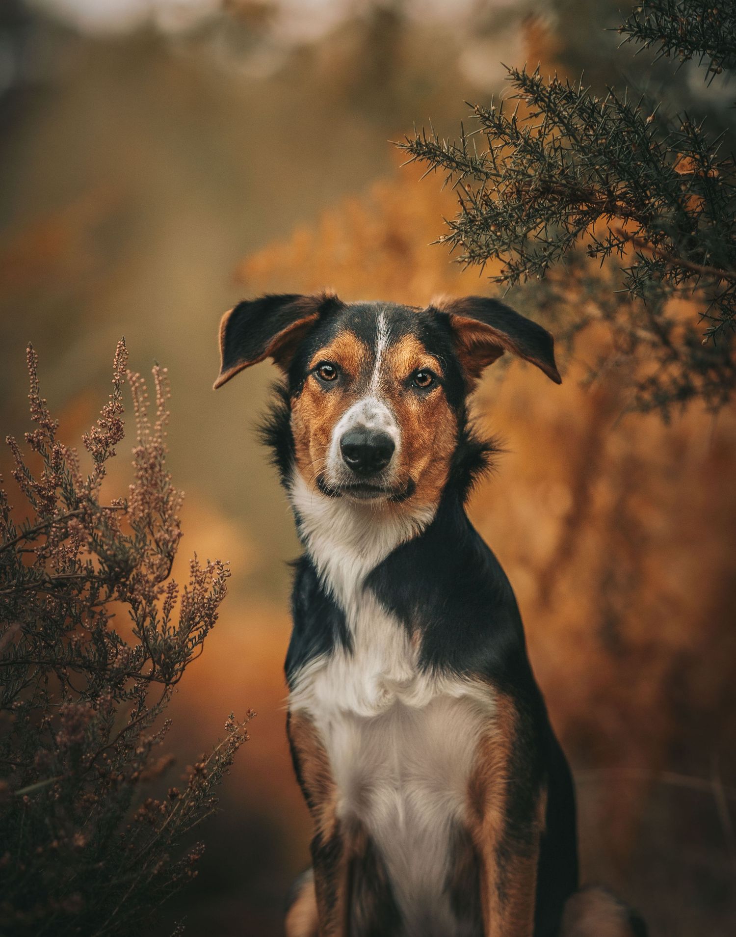 A tri-colored dog poses against a warm autumn background with bokeh effect.