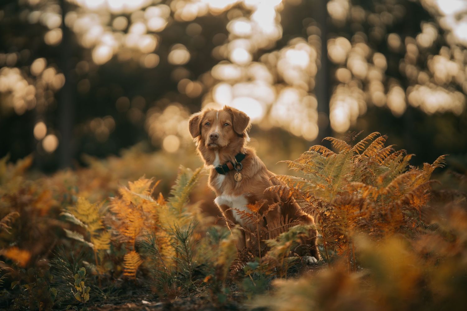 A Nova Scotia Duck Tolling Retriever puppy sits among golden autumn ferns in a sunlit forest clearing.