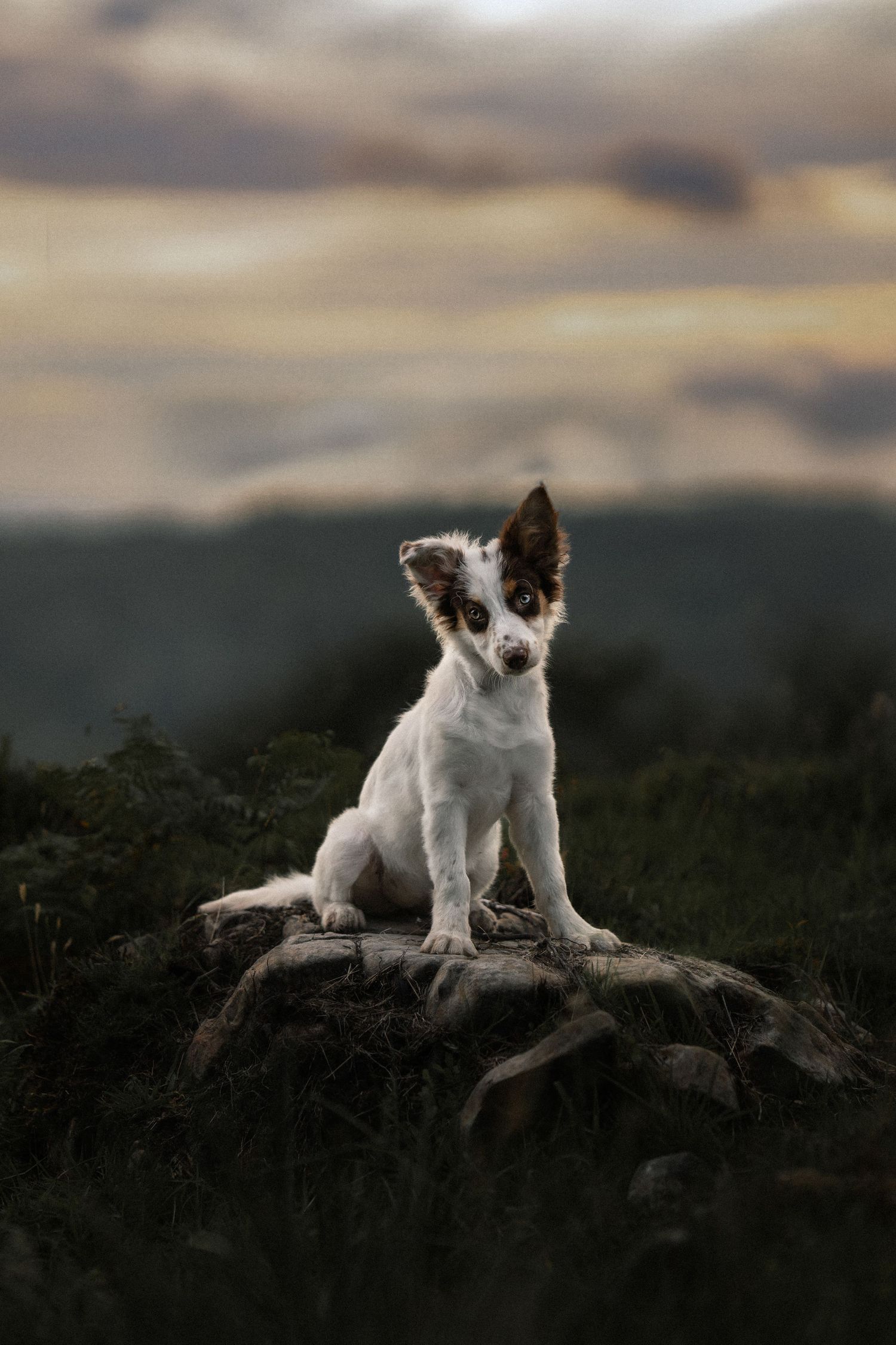 A white and brown Border Collie puppy sits on a rock outdoors at dusk with a dramatic cloudy sky backdrop.