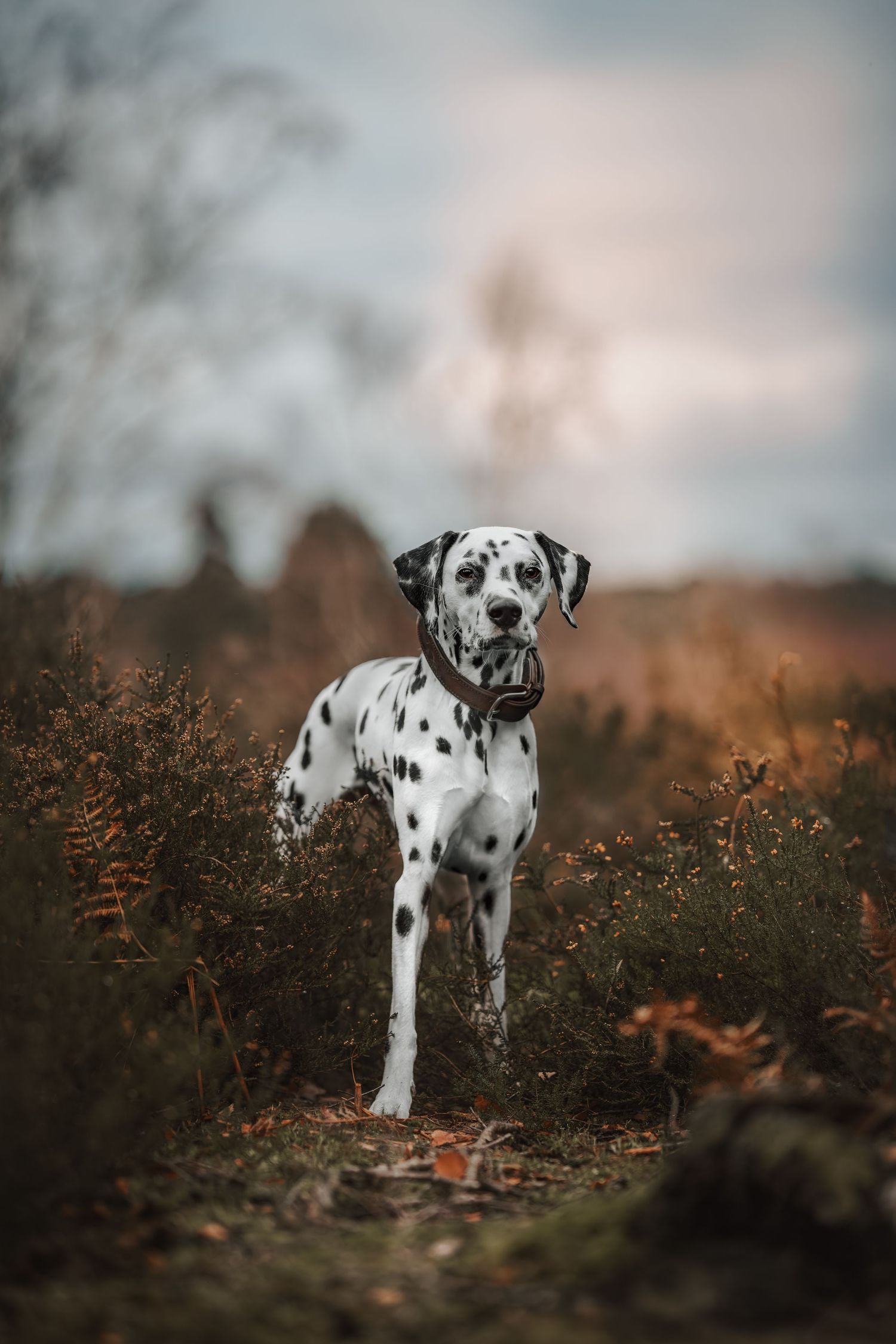 Dalmatian dog exploring autumn landscape with cloudy sky overhead.