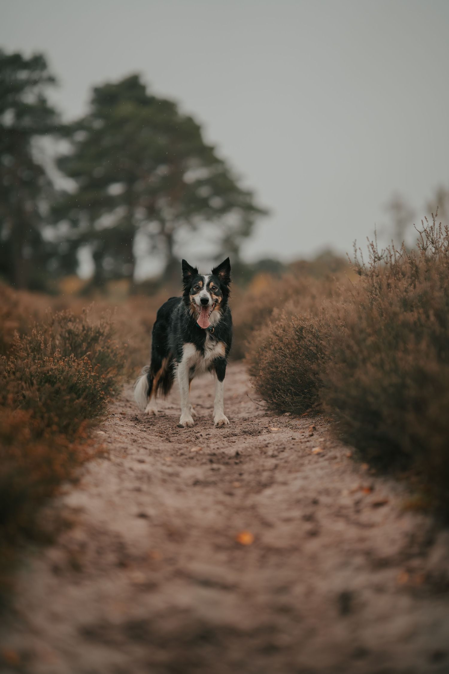 Two border collies stand on a dirt path surrounded by heather bushes.